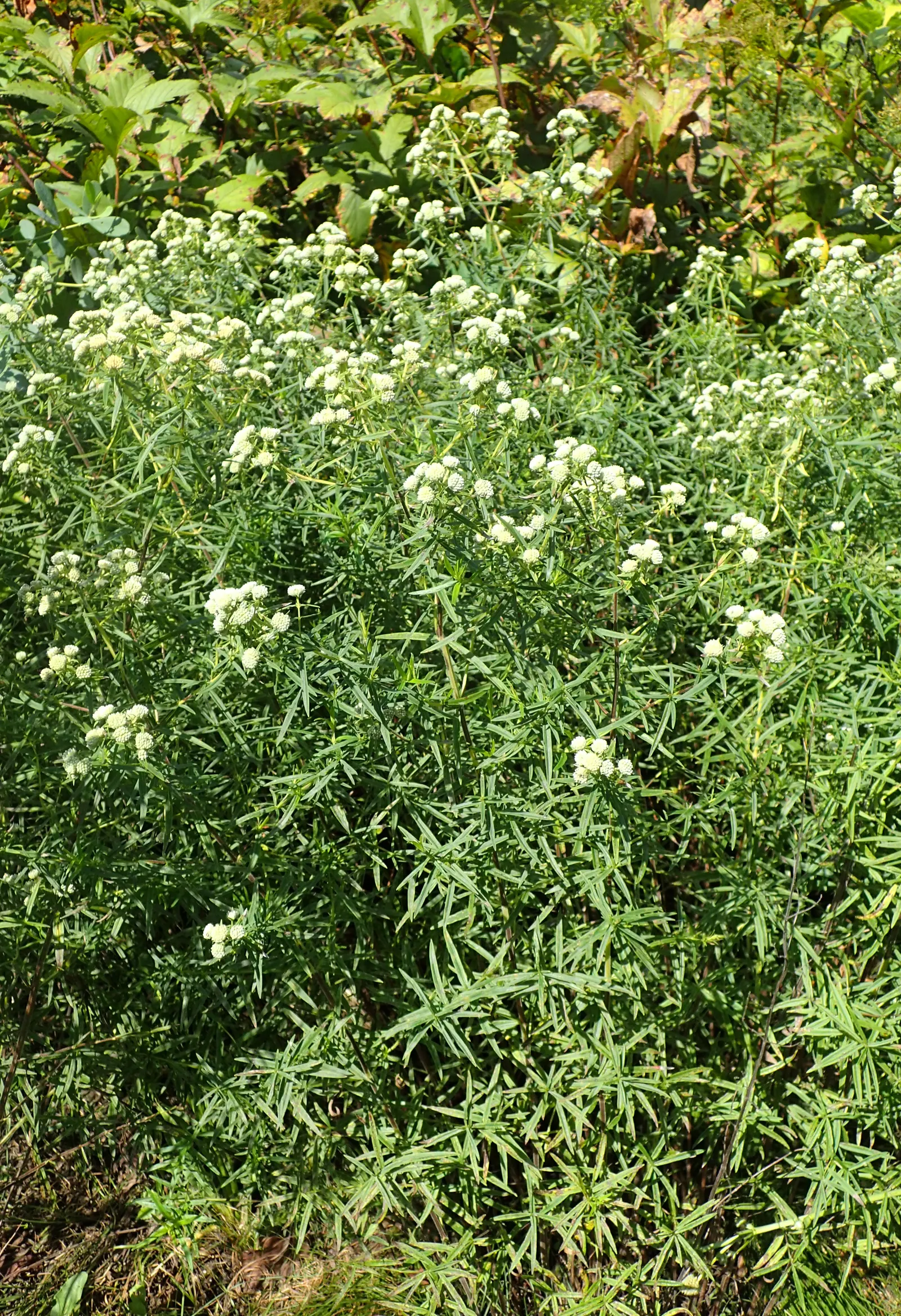 Mountain Mint (Pycnanthemum Muticum) — This hardy plant thrives in USDA zones 4-8, preferring full sun to part shade and well-drained soils; it is, image 80