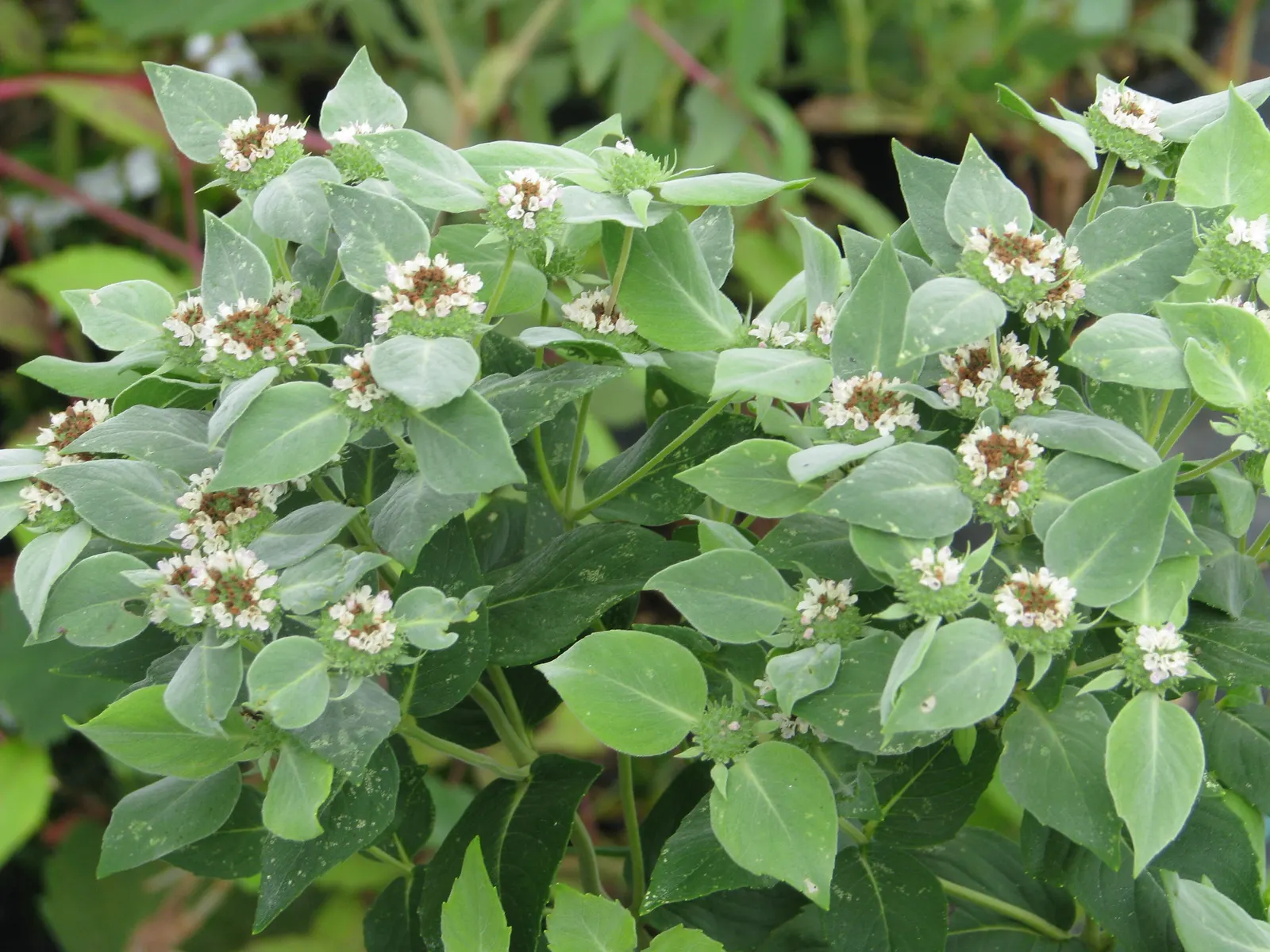 Mountain Mint (Pycnanthemum Muticum) — lavender flowers excel at attracting pollinators; ground cover / perennial for deep shade or half or shade, image 79
