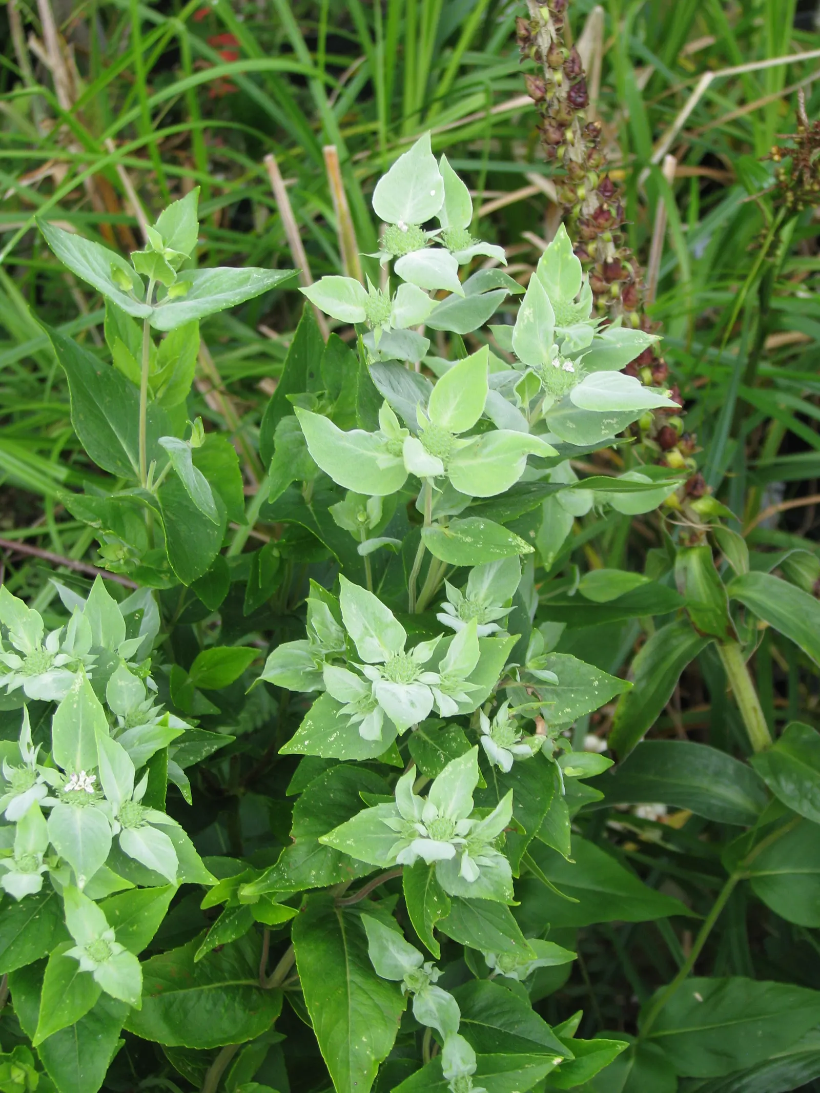 Mountain Mint (Pycnanthemum Muticum) — This hardy plant thrives in USDA zones 4-8, preferring full sun to part shade and well-drained soils; it is, image 130