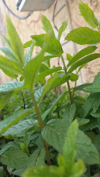 Mountain Mint (Pycnanthemum Muticum) — This plant generally reaches a stature of 2 to 3 feet tall with a spread of up to 2.5 feet; ideal for naturalistic