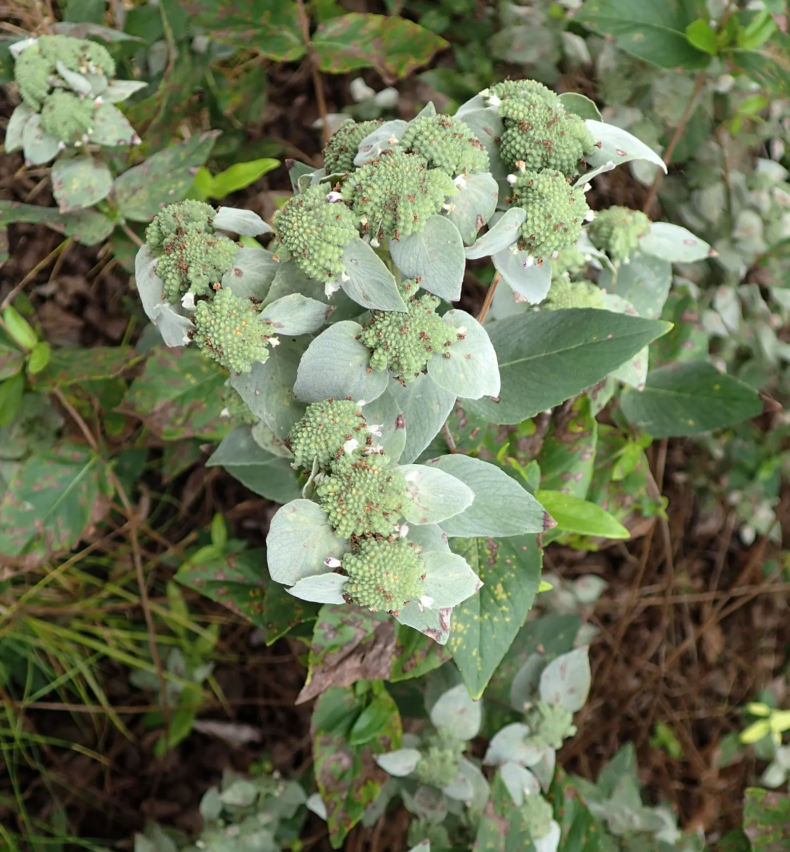 Mountain Mint (Pycnanthemum Muticum) — ground cover / perennial for deep shade or half or shade; regular trimming can help maintain its shape and, image 125
