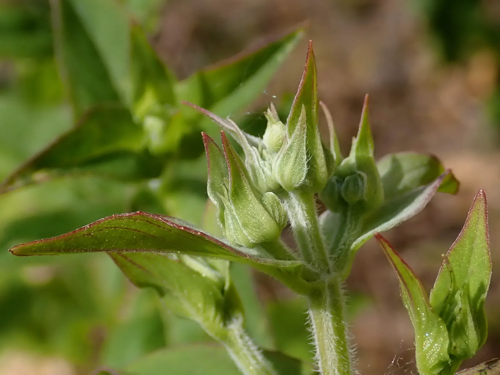 Mountain Mint (Pycnanthemum Muticum) — minty fragrance when crushed
