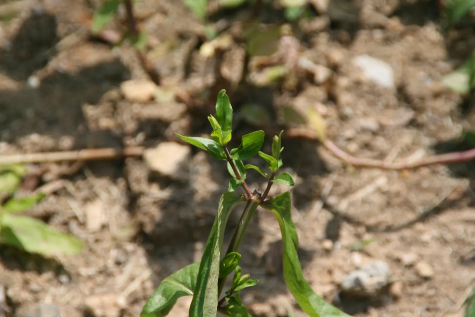 Mountain Mint (Pycnanthemum Muticum) — minty fragrance when crushed; standing up to 3 feet tall with a similar spread, image 90