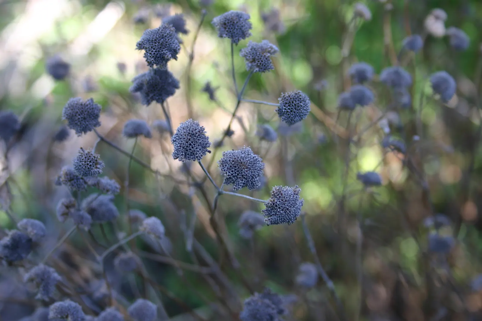 Mountain Mint (Pycnanthemum Muticum) — Throughout mid-summer to early fall; native to the United States, image 66