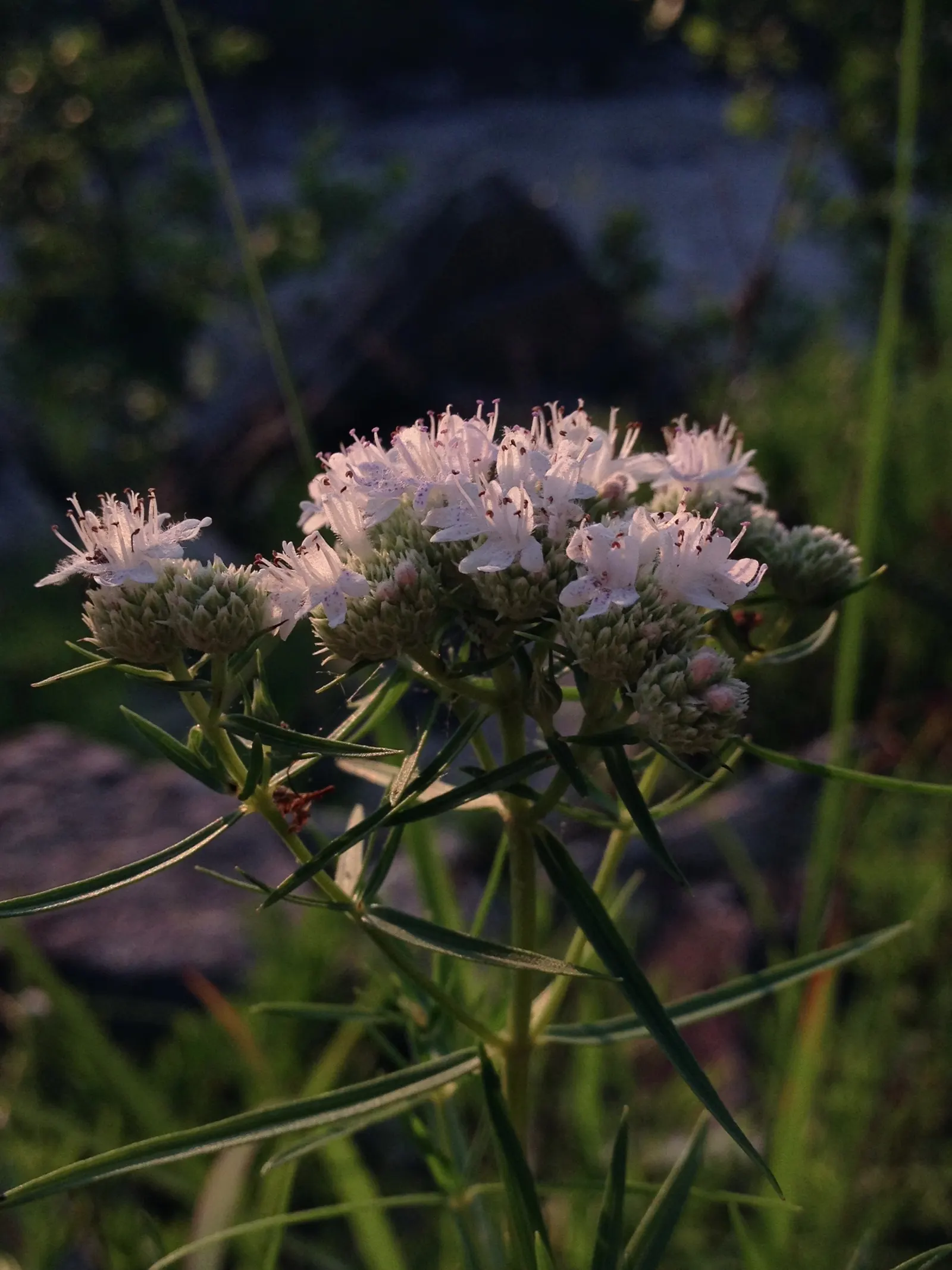 Mountain Mint (Pycnanthemum Muticum) — These blossoms are not only aesthetically pleasing but also serve as a magnet for pollinators such as bees