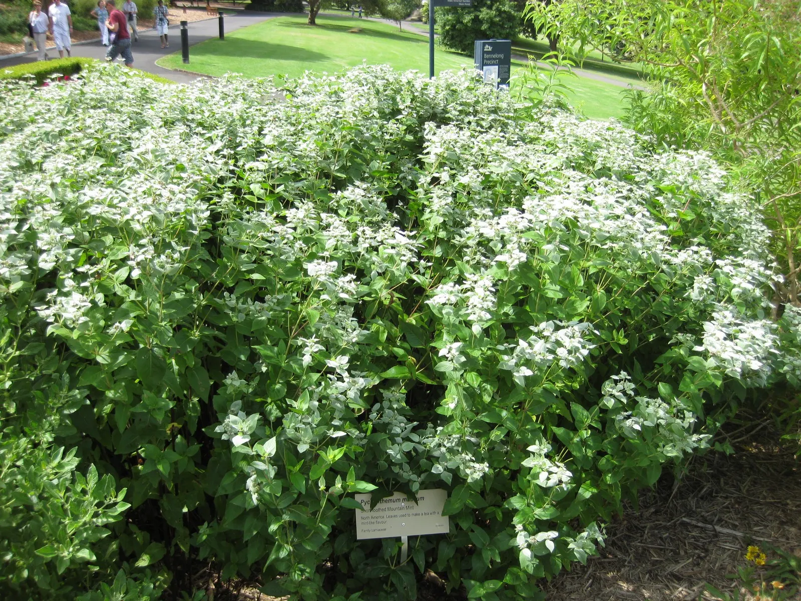 Mountain Mint (Pycnanthemum Muticum) — it thrives in USDA hardiness zones 4 through 8; pale pink to lavender flowers, image 110