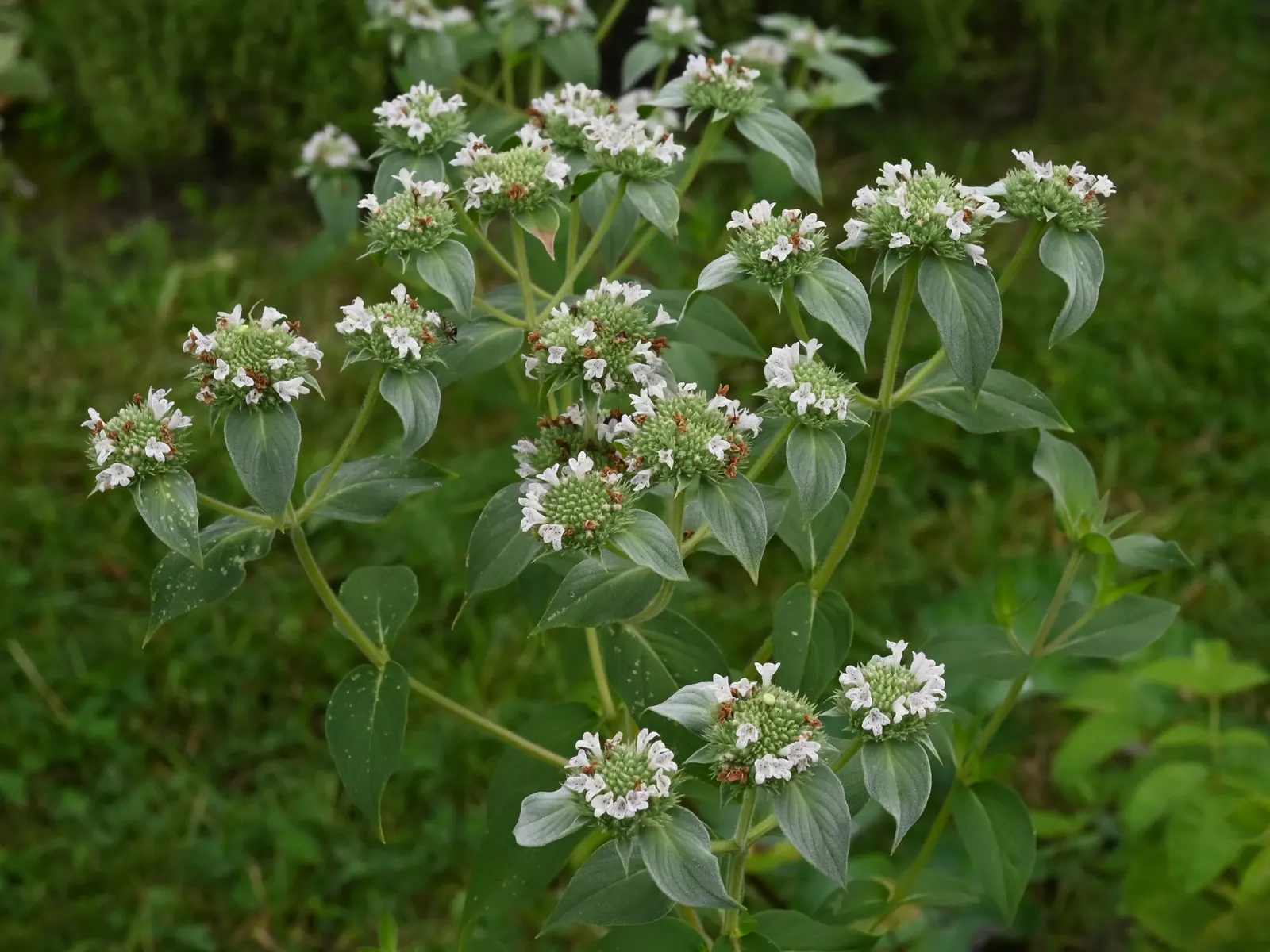 Mountain Mint (Pycnanthemum Muticum) — it is deer-resistant and requires minimal maintenance once established