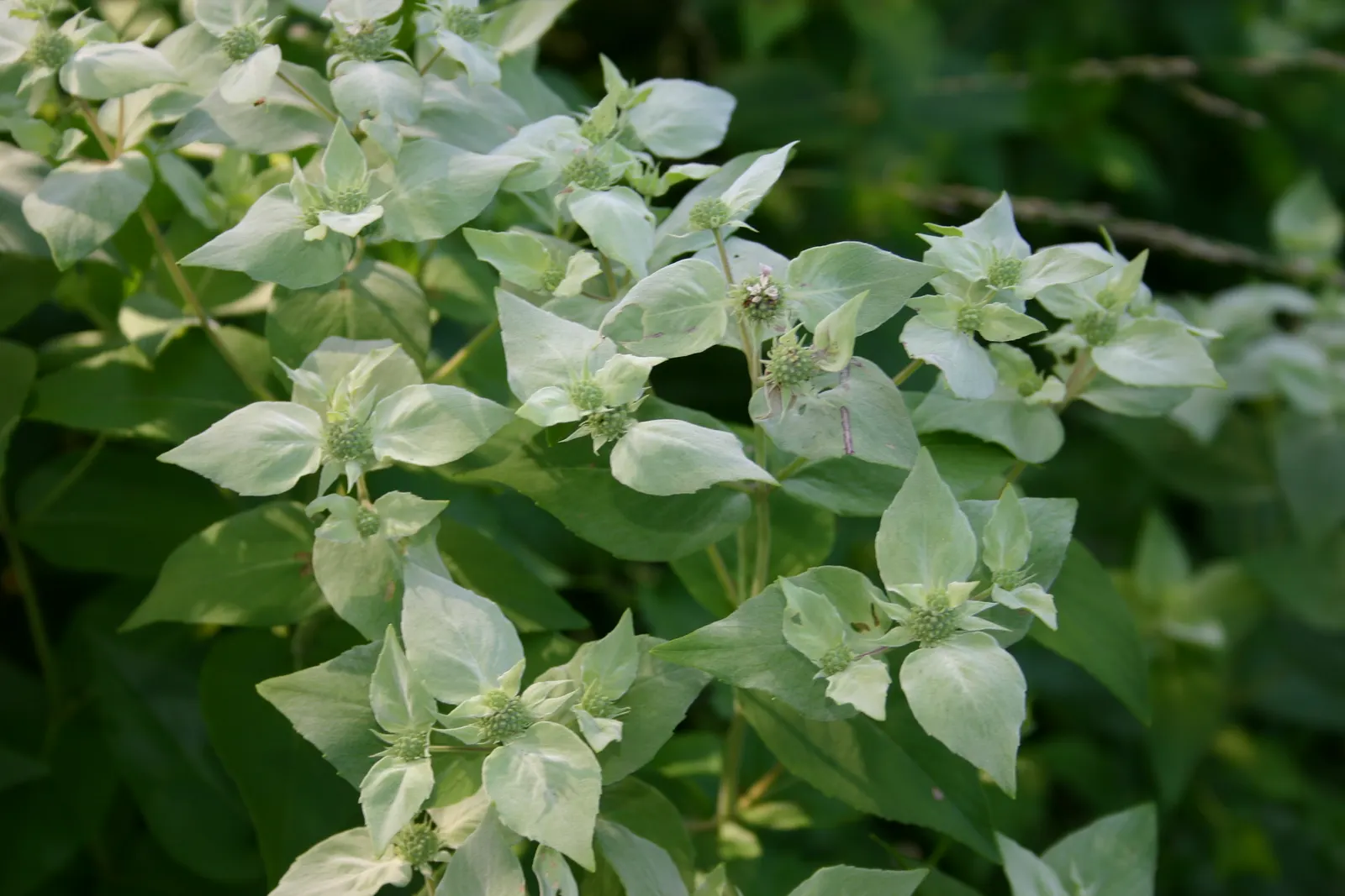 Mountain Mint (Pycnanthemum Muticum) — it is deer-resistant and requires minimal maintenance once established; making it an excellent choice for, image 107