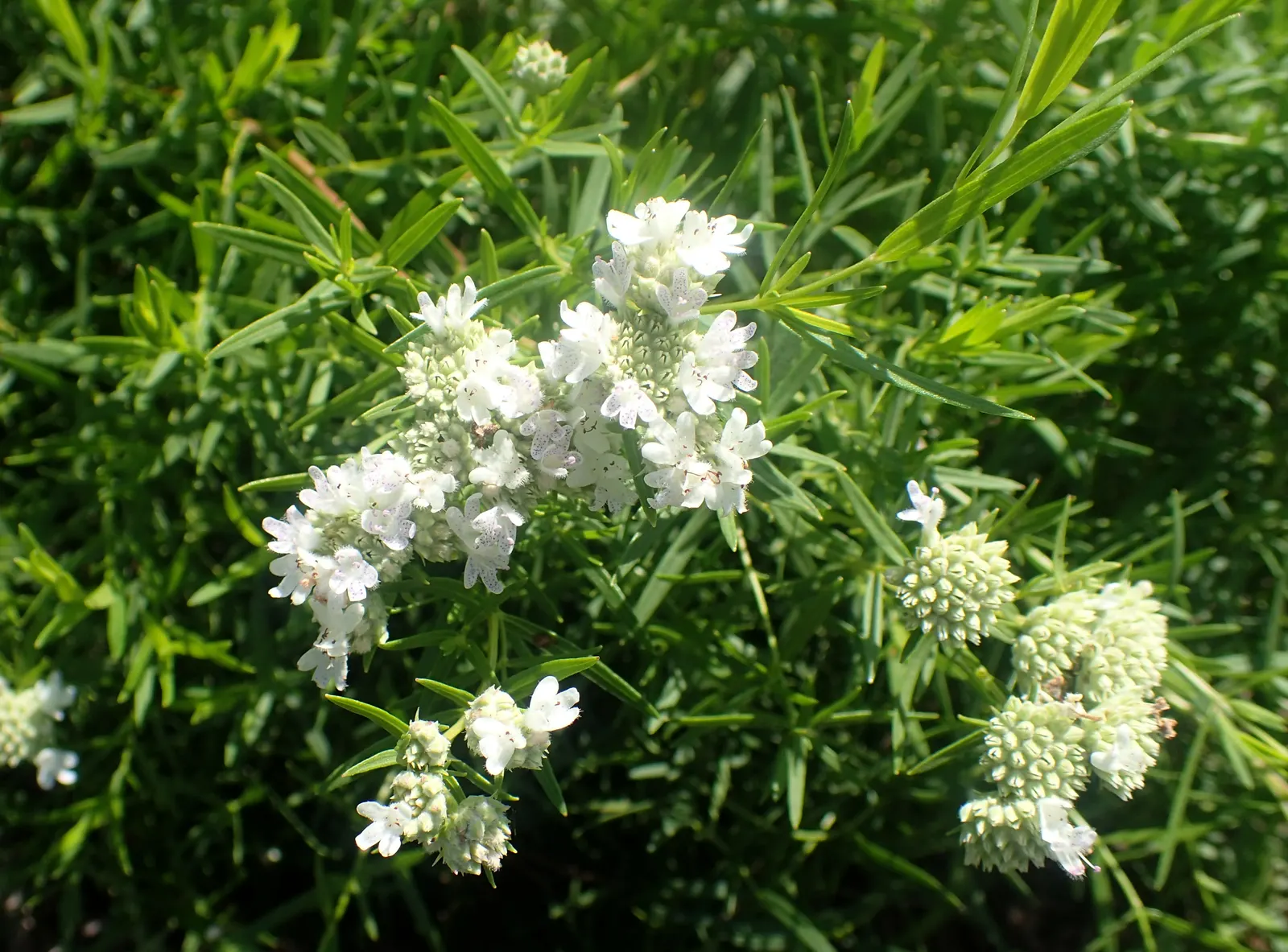Mountain Mint (Pycnanthemum Muticum) — pale pink to lavender flowers; throughout mid-summer to early fall, image 67
