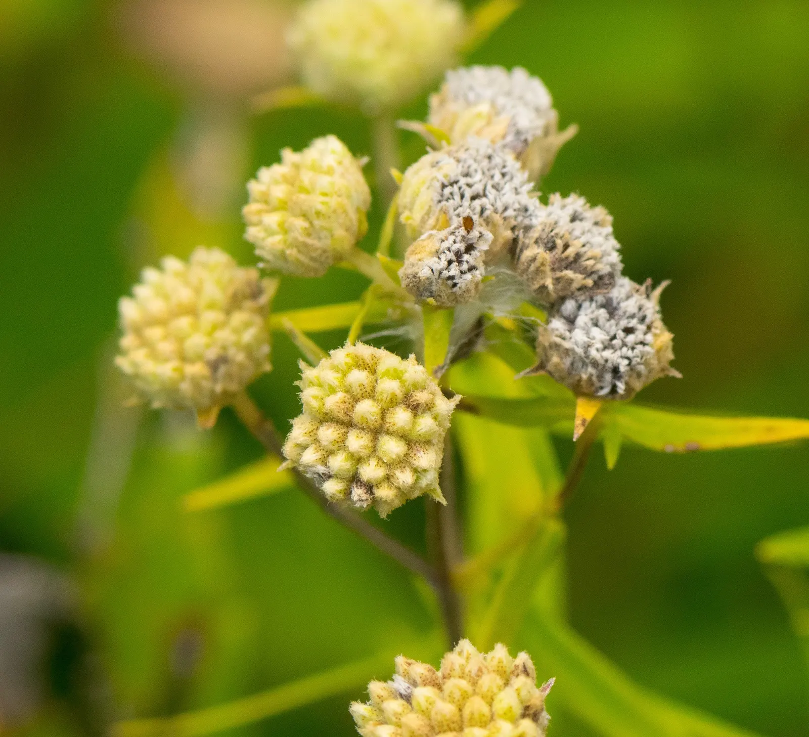 Mountain Mint (Pycnanthemum Muticum) — ground cover / perennial for deep shade or half or shade; regular trimming can help maintain its shape and, image 100