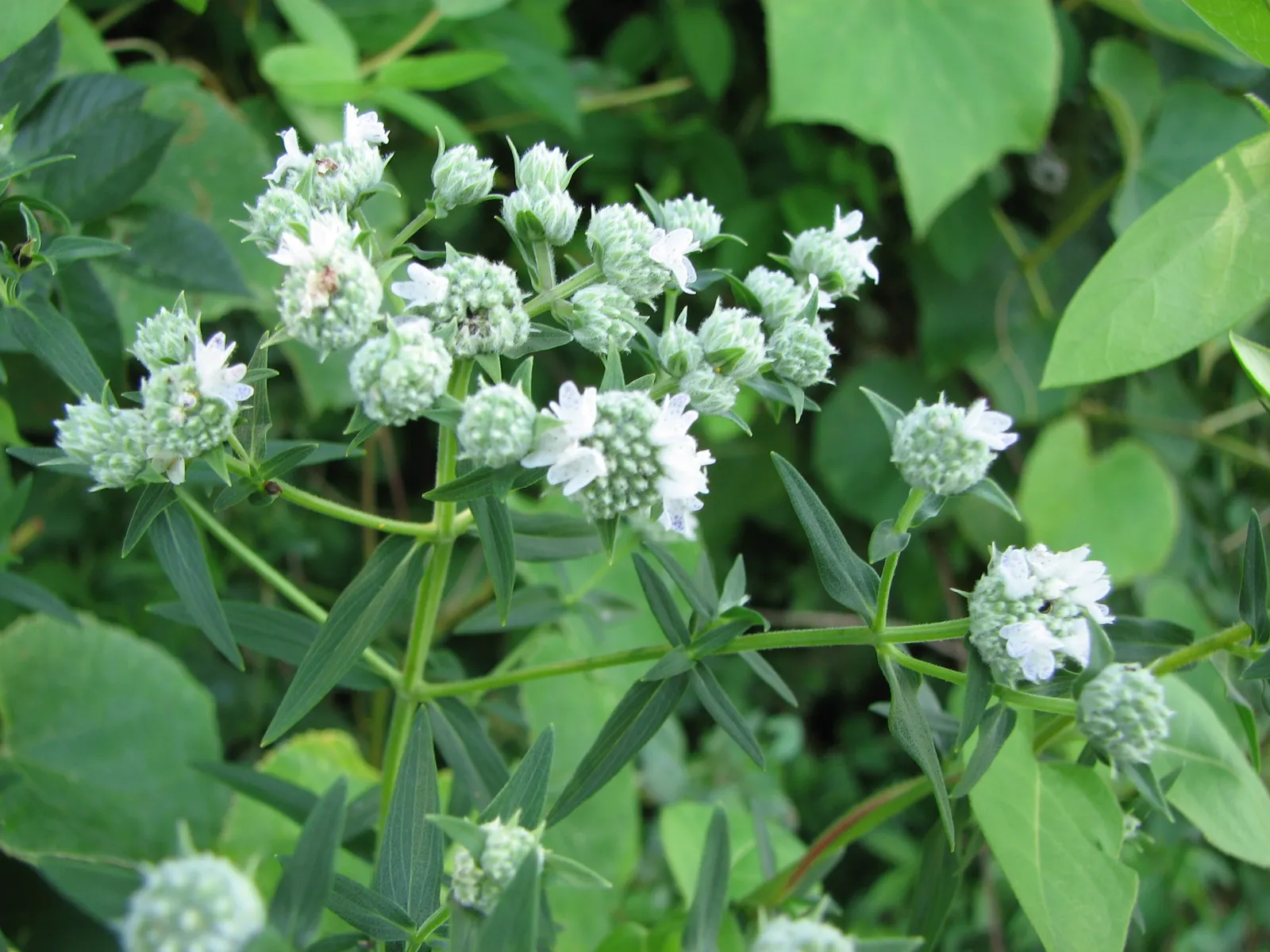 Mountain Mint (Pycnanthemum Muticum) — Ideal for naturalistic plantings and pollinator gardens; oval-shaped leaves which emit a strong