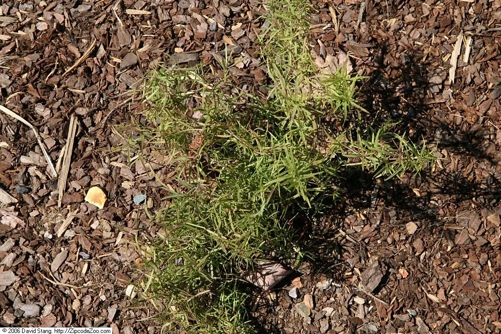 Mountain Mint (Pycnanthemum Muticum) — Mountain Mint (Pycnanthemum muticum) is a robust