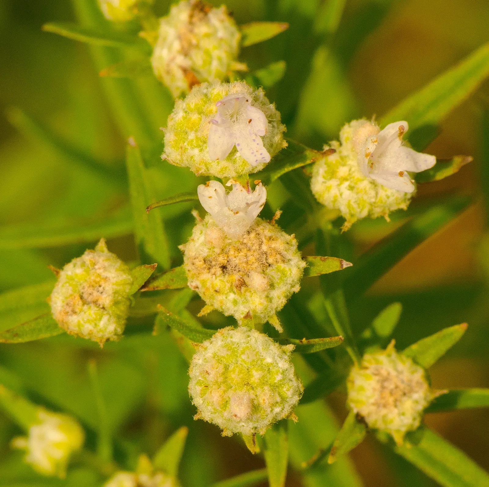 Mountain Mint (Pycnanthemum Muticum) — silver-green foliage and tight clusters of tiny; tightly clustered atop the foliage, image 78