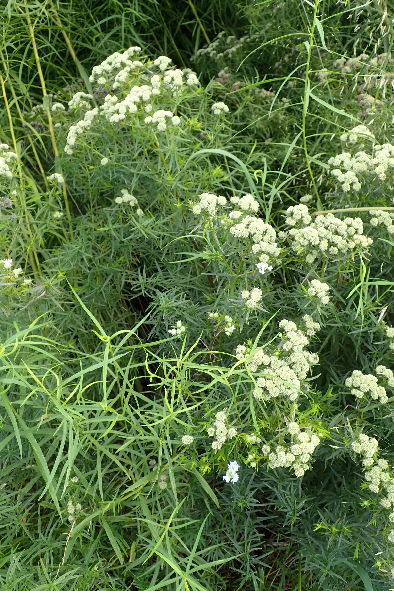 Mountain Mint (Pycnanthemum Muticum) — it is deer-resistant and requires minimal maintenance once established; making it an excellent choice for naturalistic