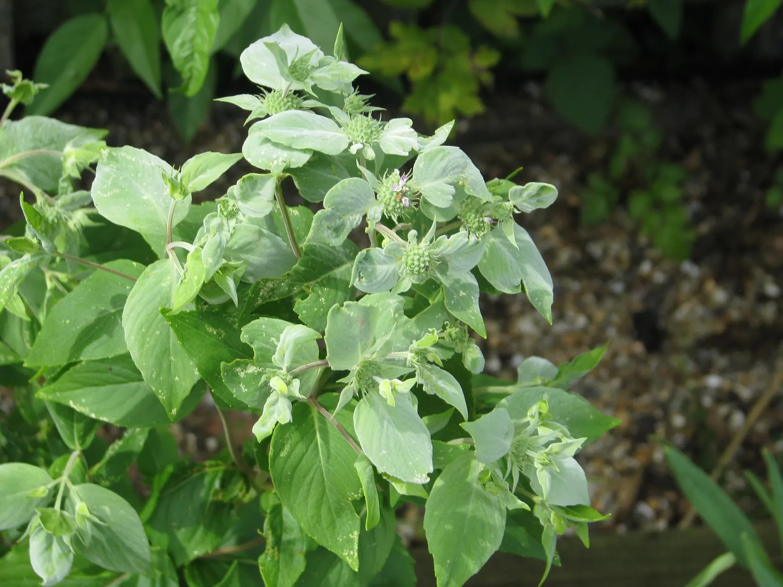Mountain Mint (Pycnanthemum Muticum) — tightly clustered atop the foliage; pink flowers in the garden