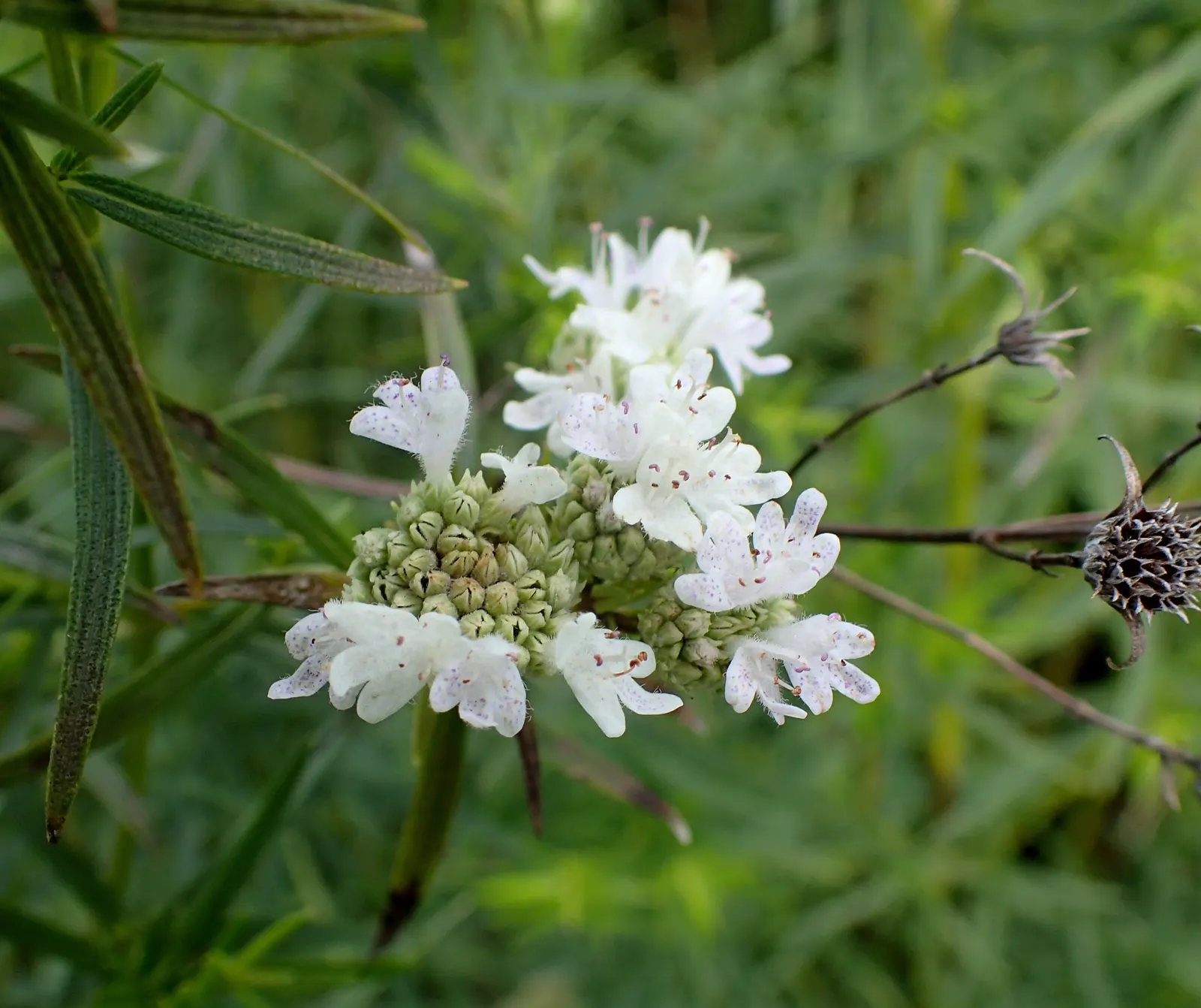 Mountain Mint (Pycnanthemum Muticum) — Regular trimming can help maintain its shape and encourage denser growth; mountain Mint (Pycnanthemum muticum) is a