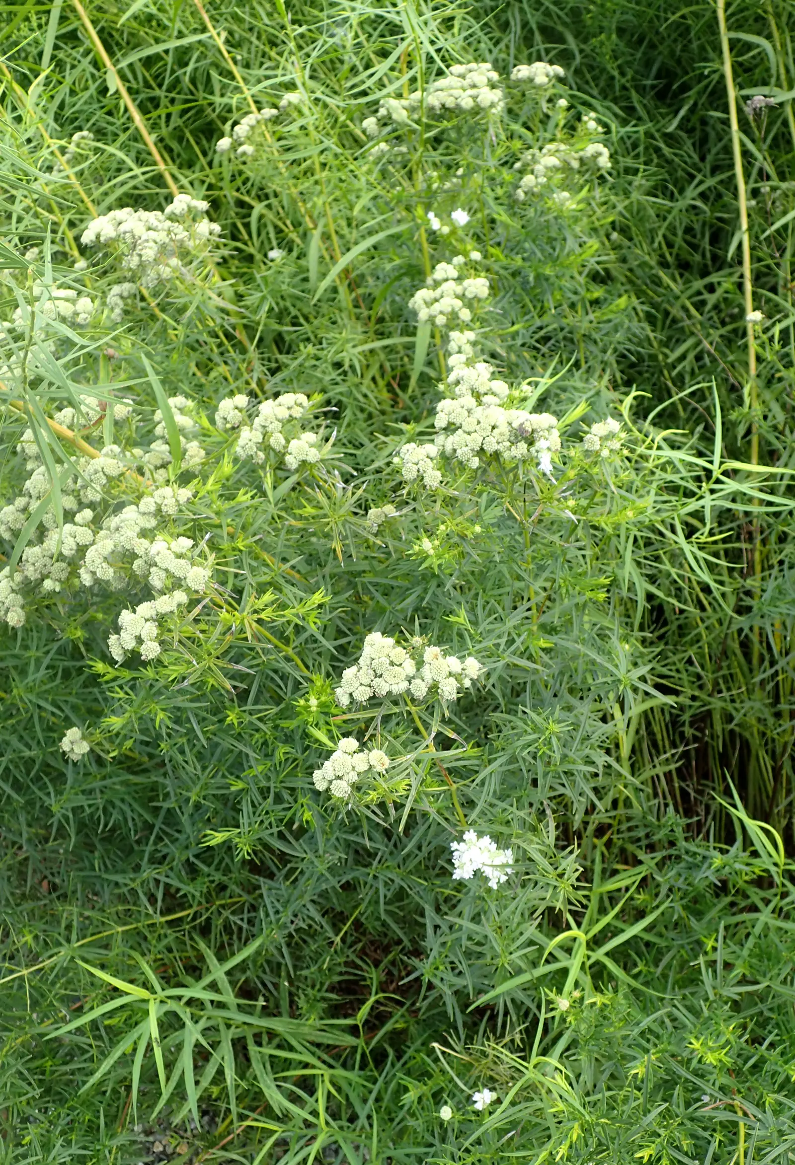 Mountain Mint (Pycnanthemum Muticum) — tightly clustered atop the foliage; pink flowers in the garden, image 93