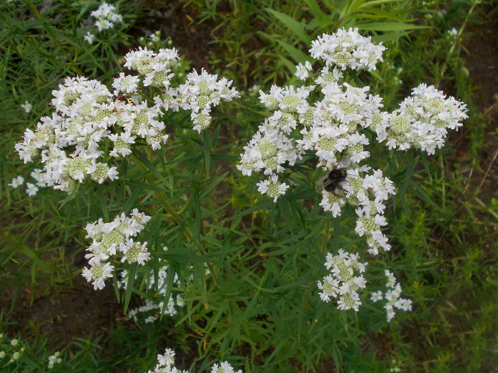 Mountain Mint (Pycnanthemum Muticum) — Throughout mid-summer to early fall