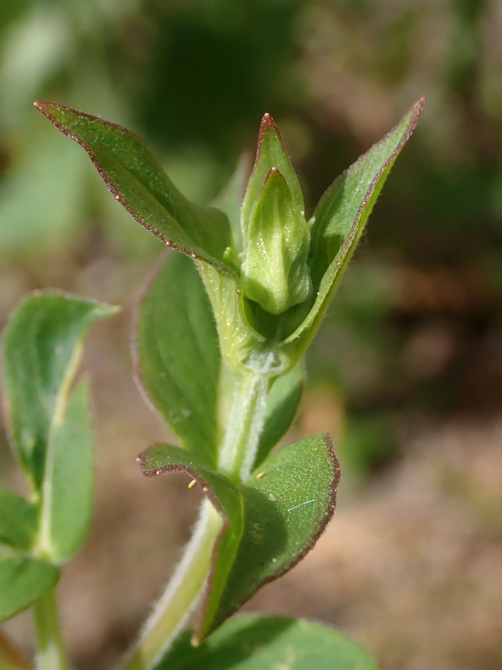 Mountain Mint (Pycnanthemum Muticum) — Ideal for naturalistic plantings and pollinator gardens