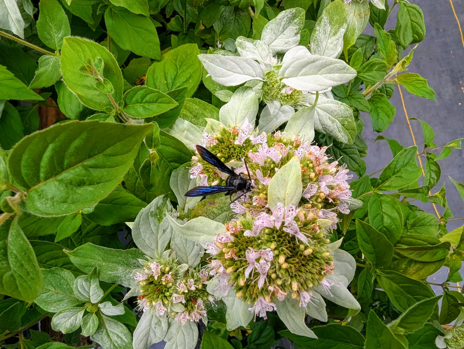 Mountain Mint (Pycnanthemum Muticum) — minty fragrance when crushed; standing up to 3 feet tall with a similar spread, image 65