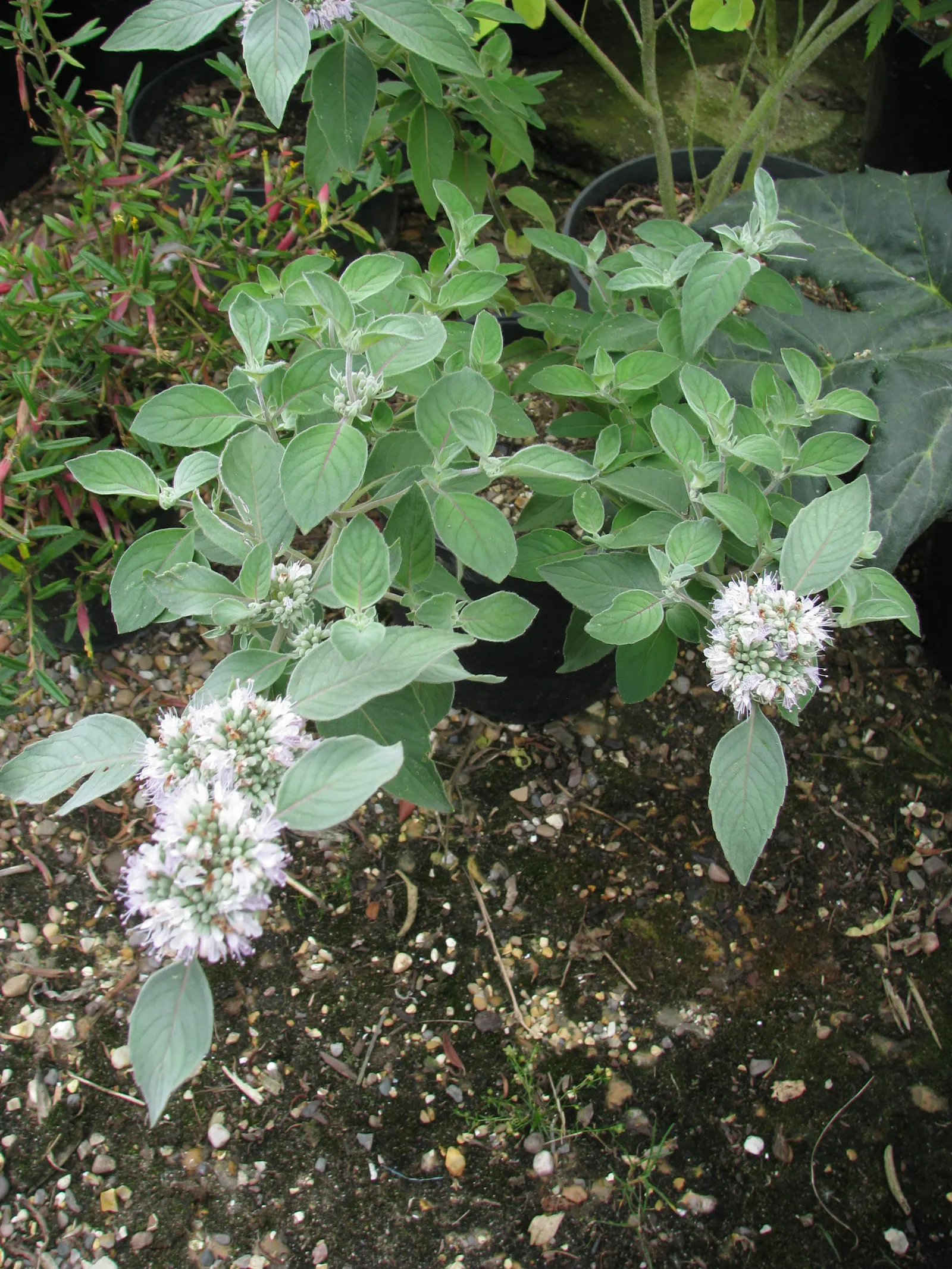 Mountain Mint (Pycnanthemum Muticum) — Native to the United States; it thrives in USDA hardiness zones 4 through 8, image 59