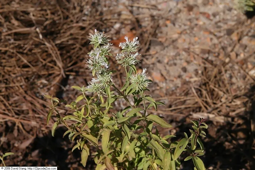 Mountain Mint (Pycnanthemum Muticum) — Throughout mid-summer to early fall; native to the United States