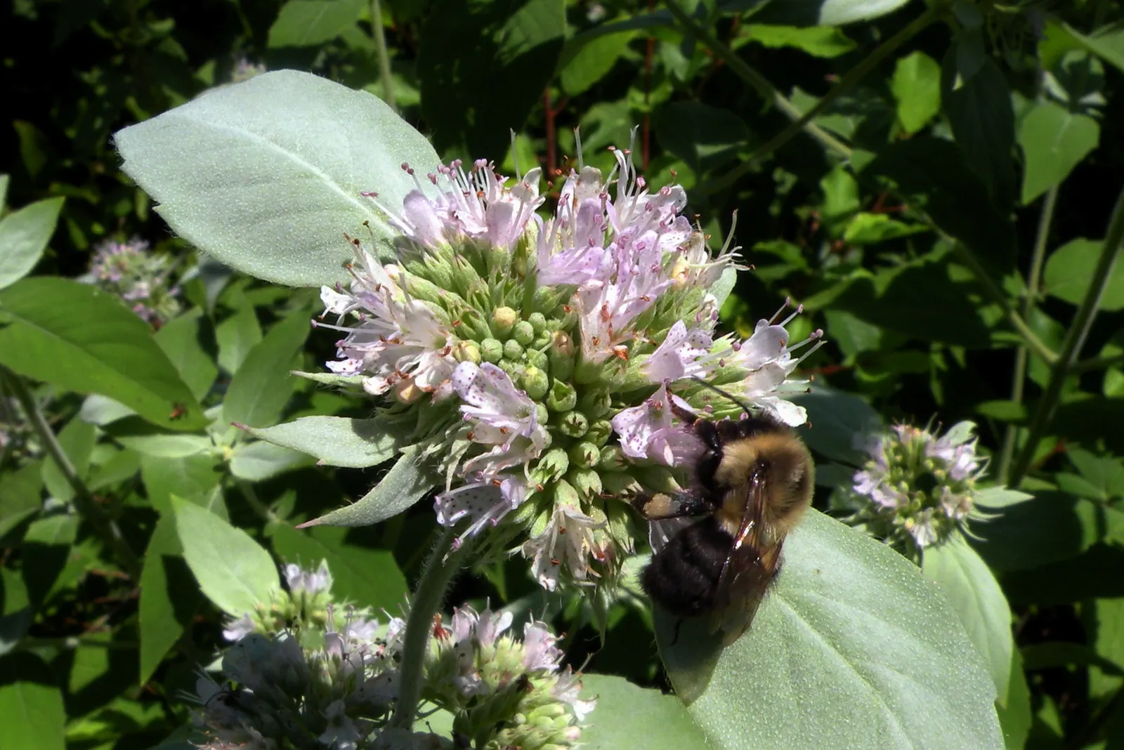 Mountain Mint (Pycnanthemum Muticum) — scientifically known as Pycnanthemum muticum; silver-green foliage and tight clusters of tiny, image 83