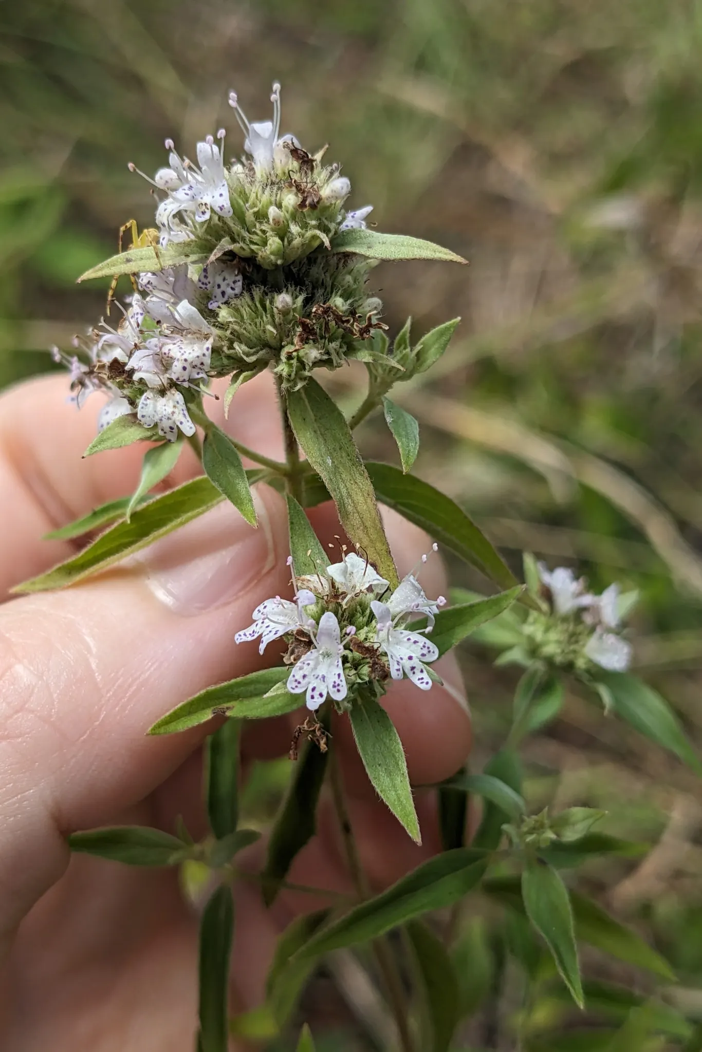 Mountain Mint (Pycnanthemum Muticum) — silver-green foliage and tight clusters of tiny; tightly clustered atop the foliage, image 53