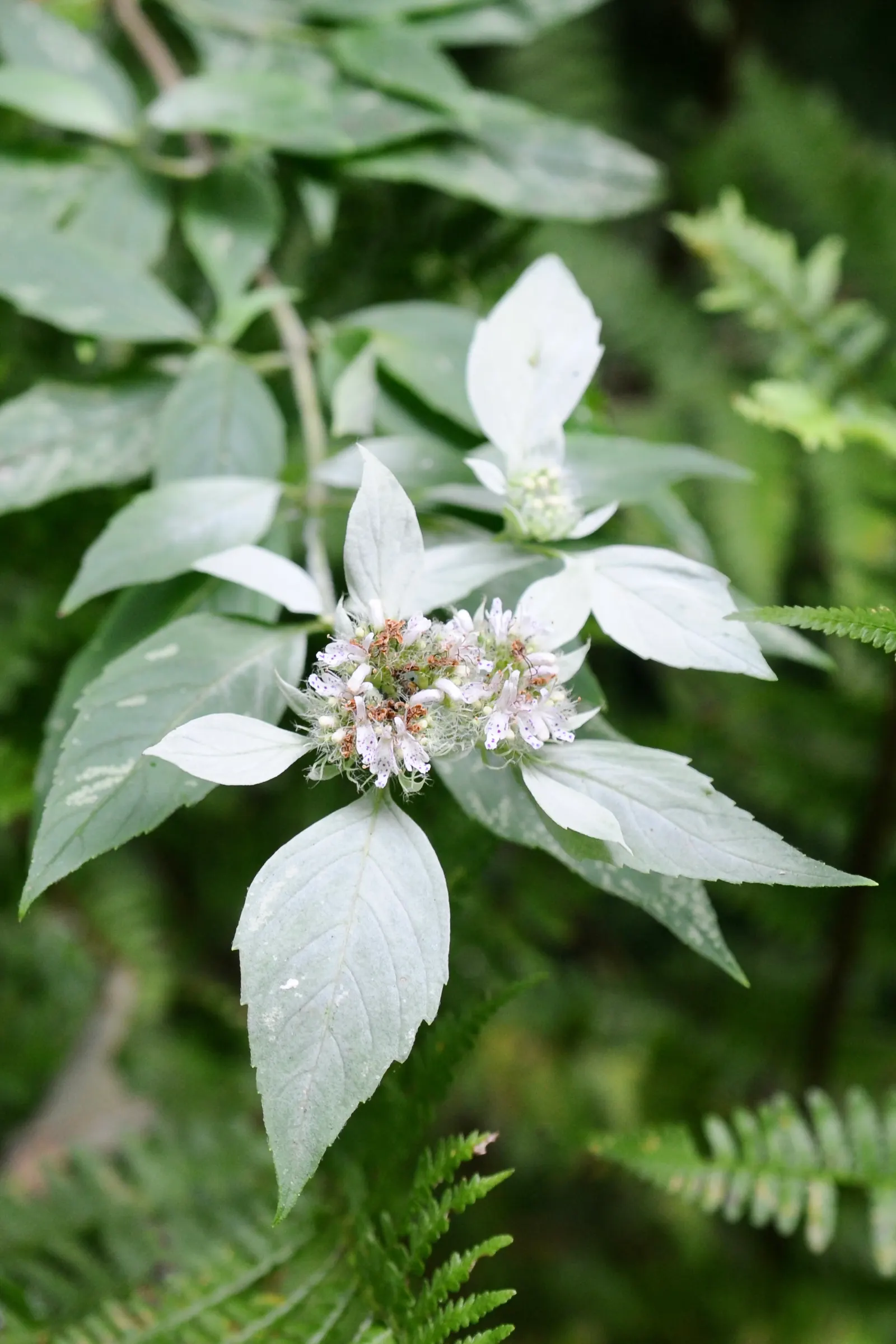 Mountain Mint (Pycnanthemum Muticum) — scientifically known as Pycnanthemum muticum; silver-green foliage and tight clusters of tiny, image 133
