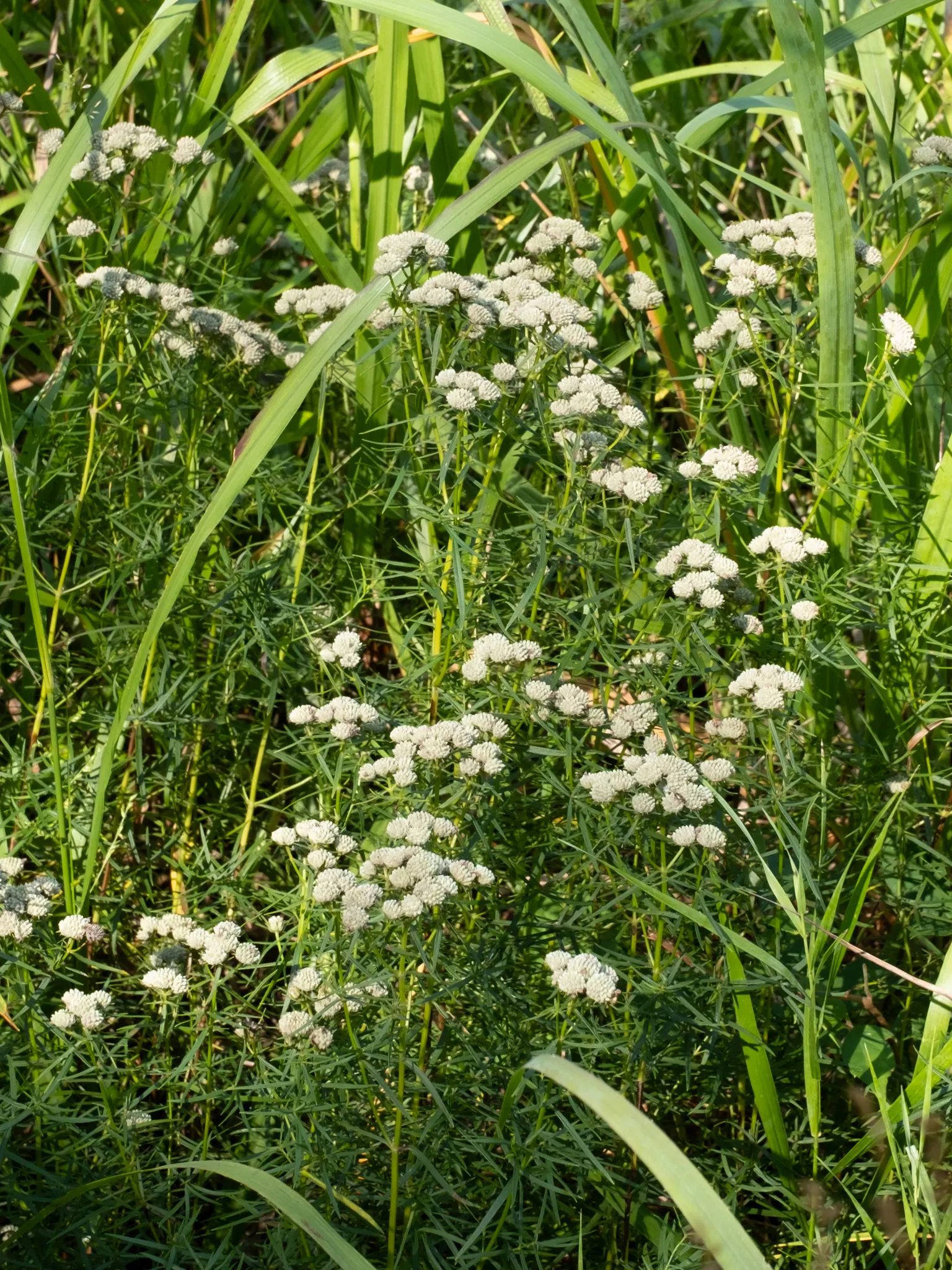 Mountain Mint (Pycnanthemum Muticum) — scientifically known as Pycnanthemum muticum; silver-green foliage and tight clusters of tiny, image 108