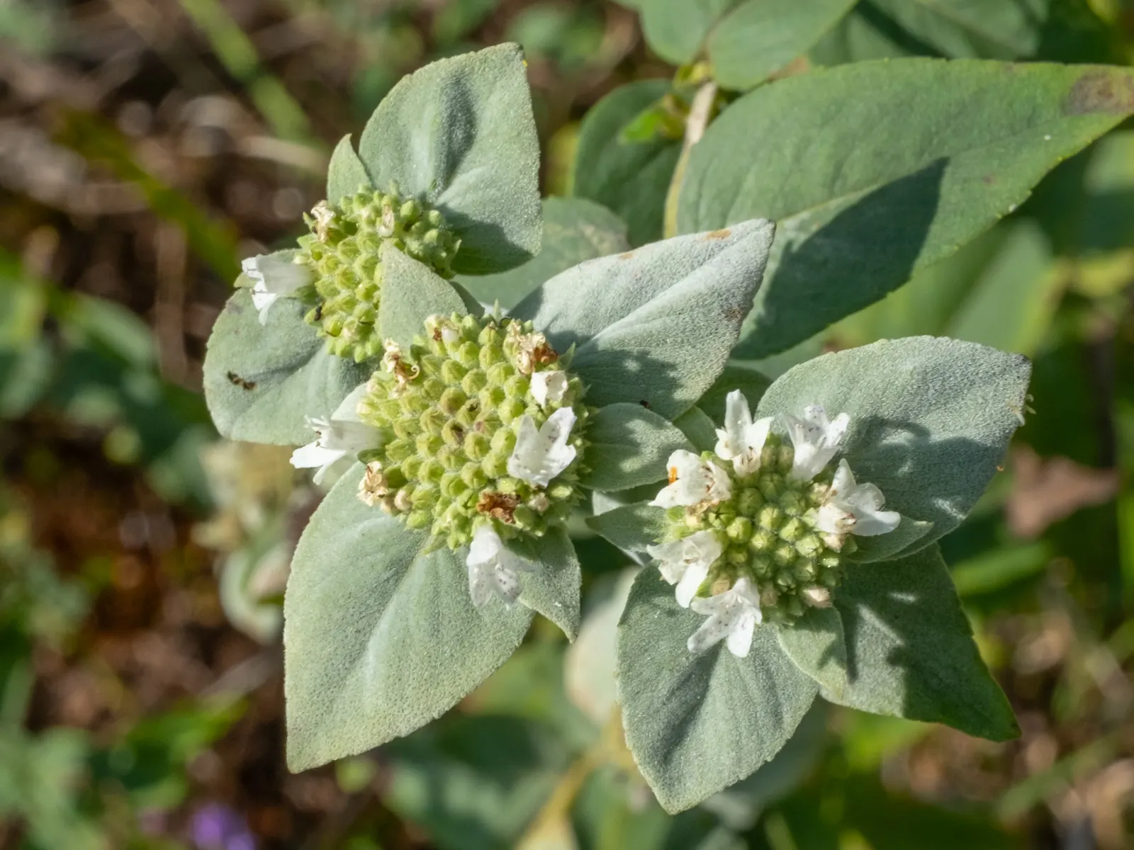 Mountain Mint (Pycnanthemum Muticum) — This plant generally reaches a stature of 2 to 3 feet tall with a spread of up to 2.5 feet; ideal for, image 112