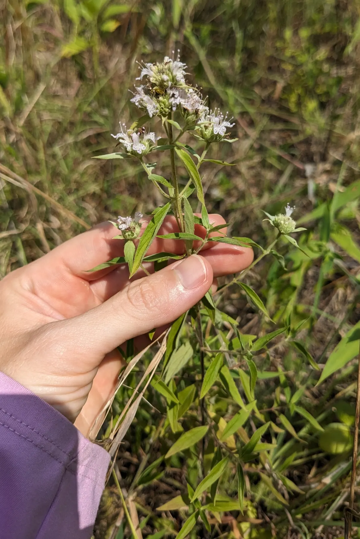 Mountain Mint (Pycnanthemum Muticum) — it is deer-resistant and requires minimal maintenance once established; making it an excellent choice for, image 82