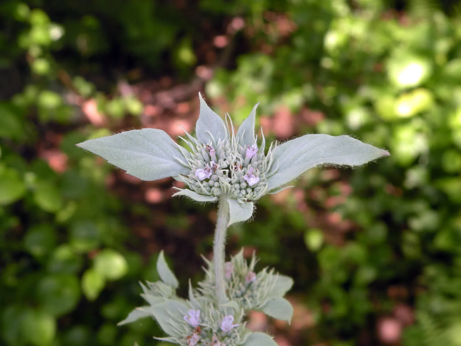 Mountain Mint (Pycnanthemum Muticum) — silver-green foliage and tight clusters of tiny; tightly clustered atop the foliage