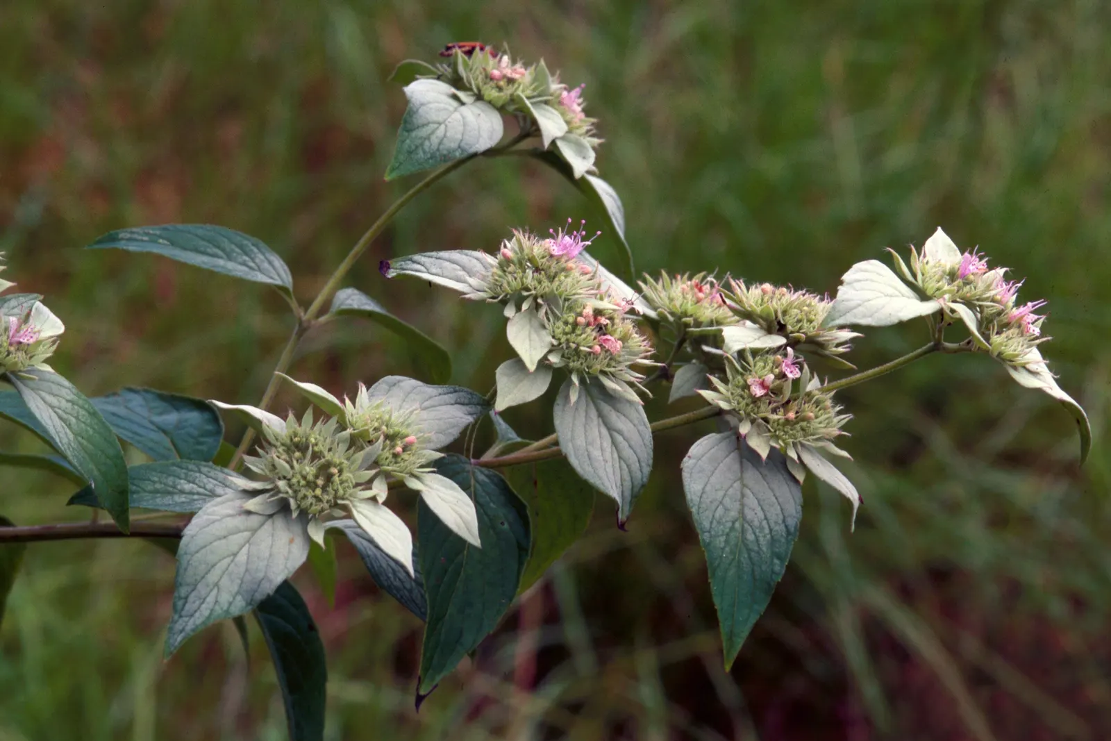 Mountain Mint (Pycnanthemum Muticum) — making it an excellent choice for naturalistic settings or areas with high deer populations; these blossoms, image 96