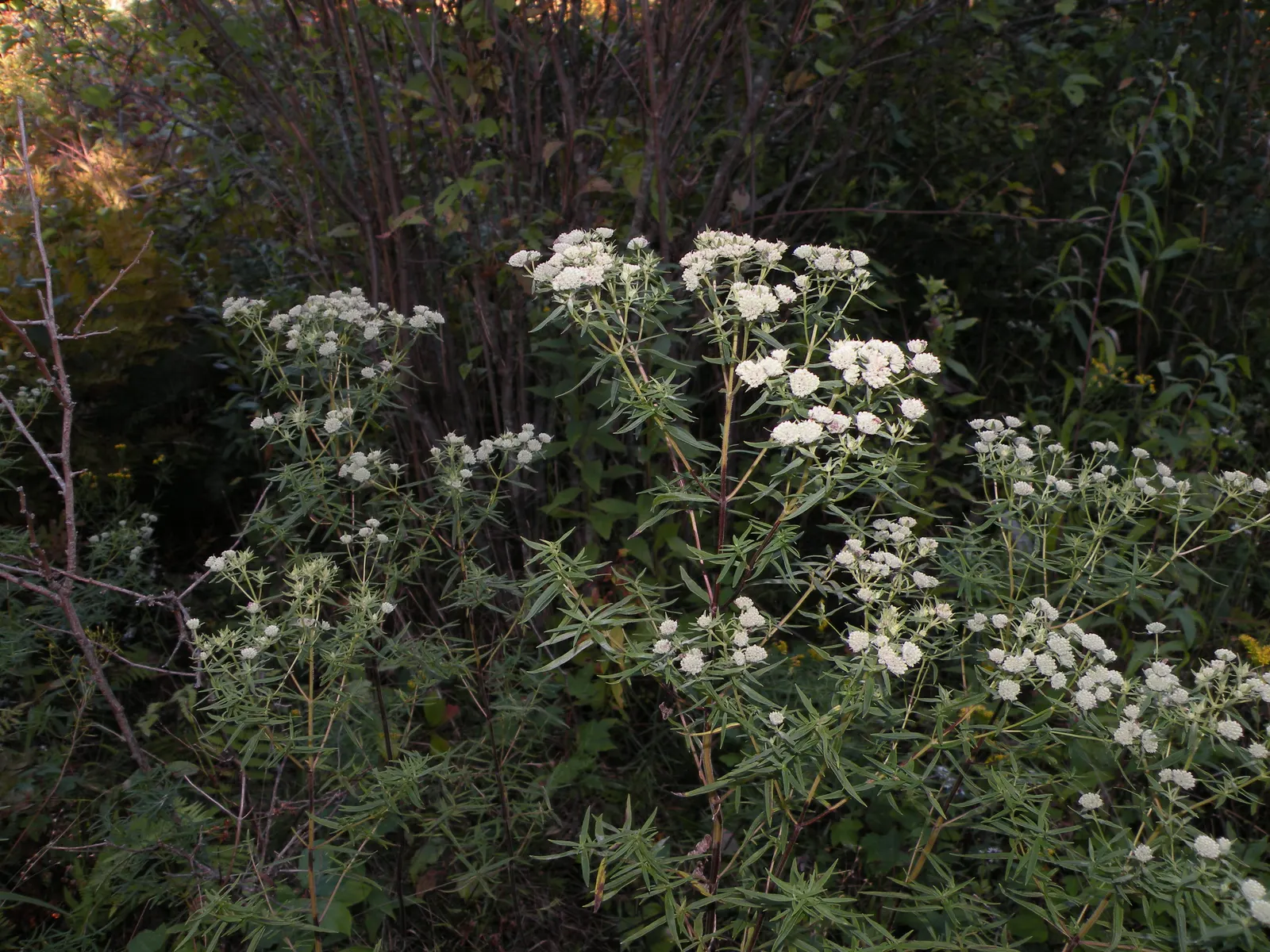 Mountain Mint (Pycnanthemum Muticum) — making it an excellent choice for naturalistic settings or areas with high deer populations; these blossoms, image 71