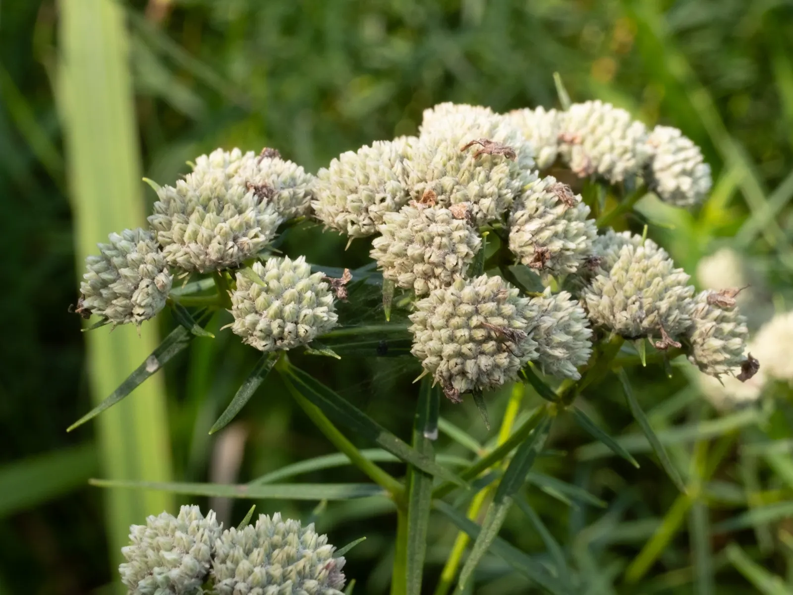 Mountain Mint (Pycnanthemum Muticum) — standing up to 3 feet tall with a similar spread; boasting a robust constitution capable of enduring, image 127
