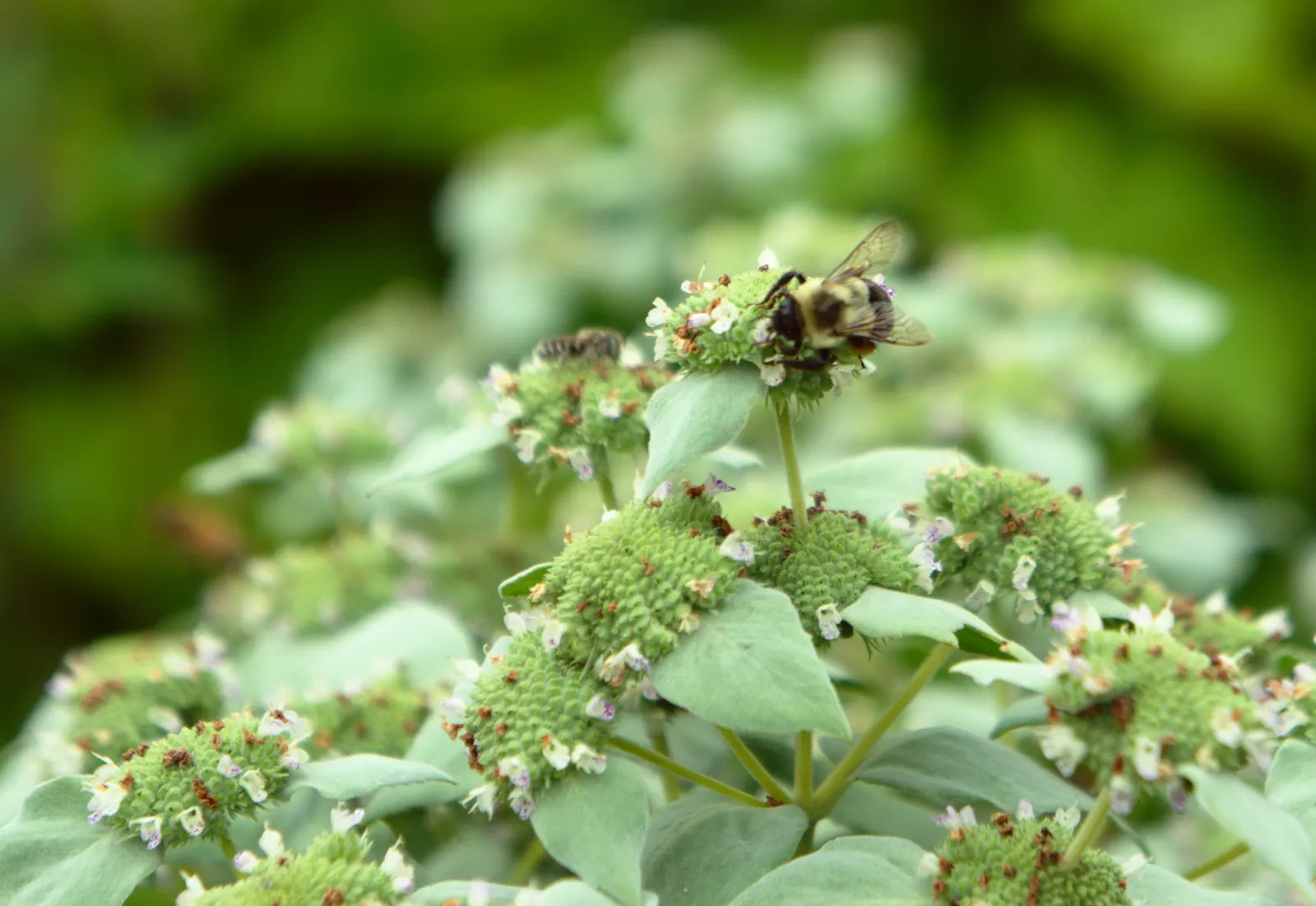Mountain Mint (Pycnanthemum Muticum) — Regular trimming can help maintain its shape and encourage denser growth