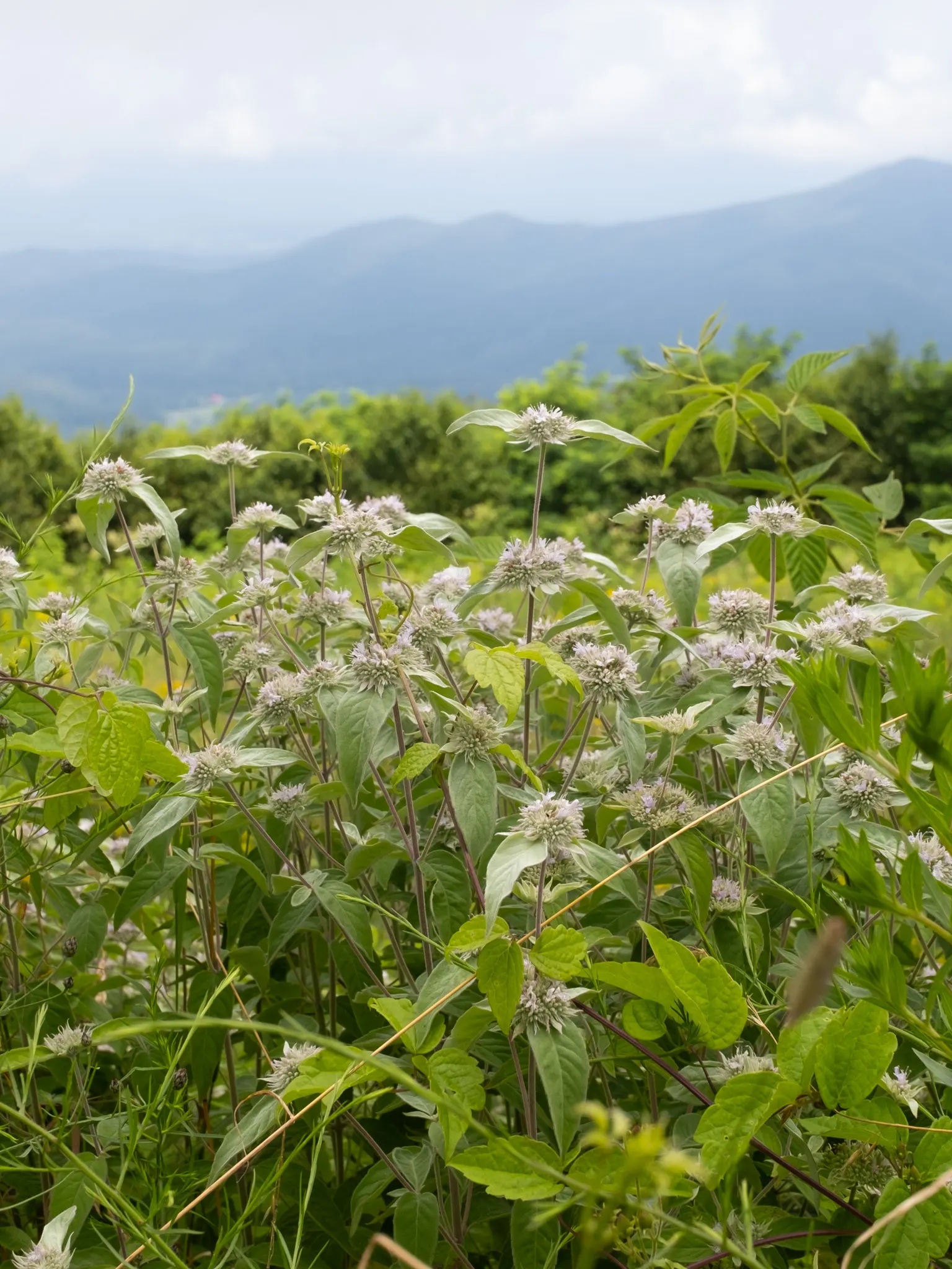 Mountain Mint (Pycnanthemum Muticum) — it thrives in USDA hardiness zones 4 through 8; pale pink to lavender flowers, image 85