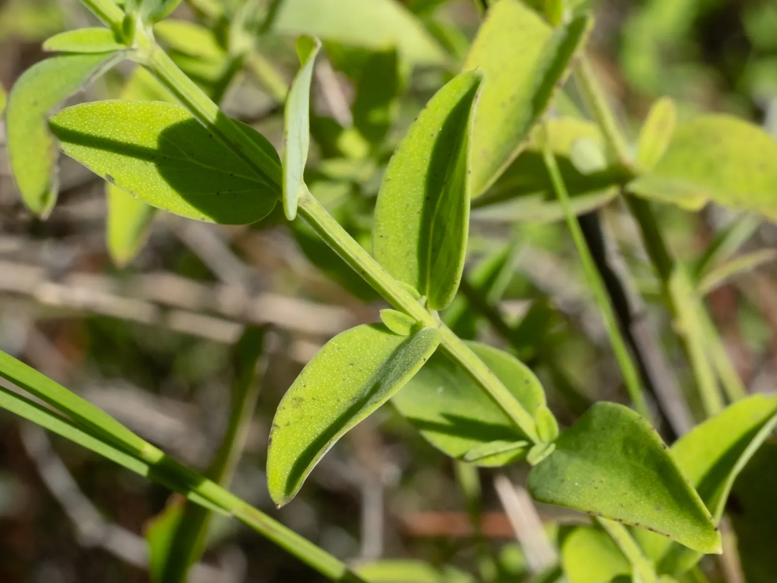 Mountain Mint (Pycnanthemum Muticum) — ground cover / perennial for deep shade or half or shade; regular trimming can help maintain its shape and, image 75