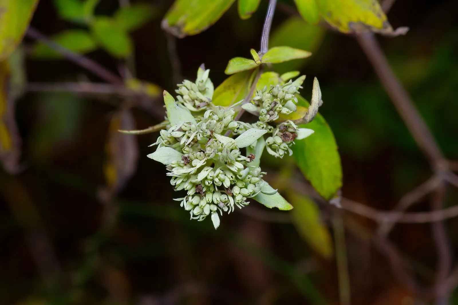 Mountain Mint (Pycnanthemum Muticum) — making it an excellent choice for naturalistic settings or areas with high deer populations; these blossoms are not only