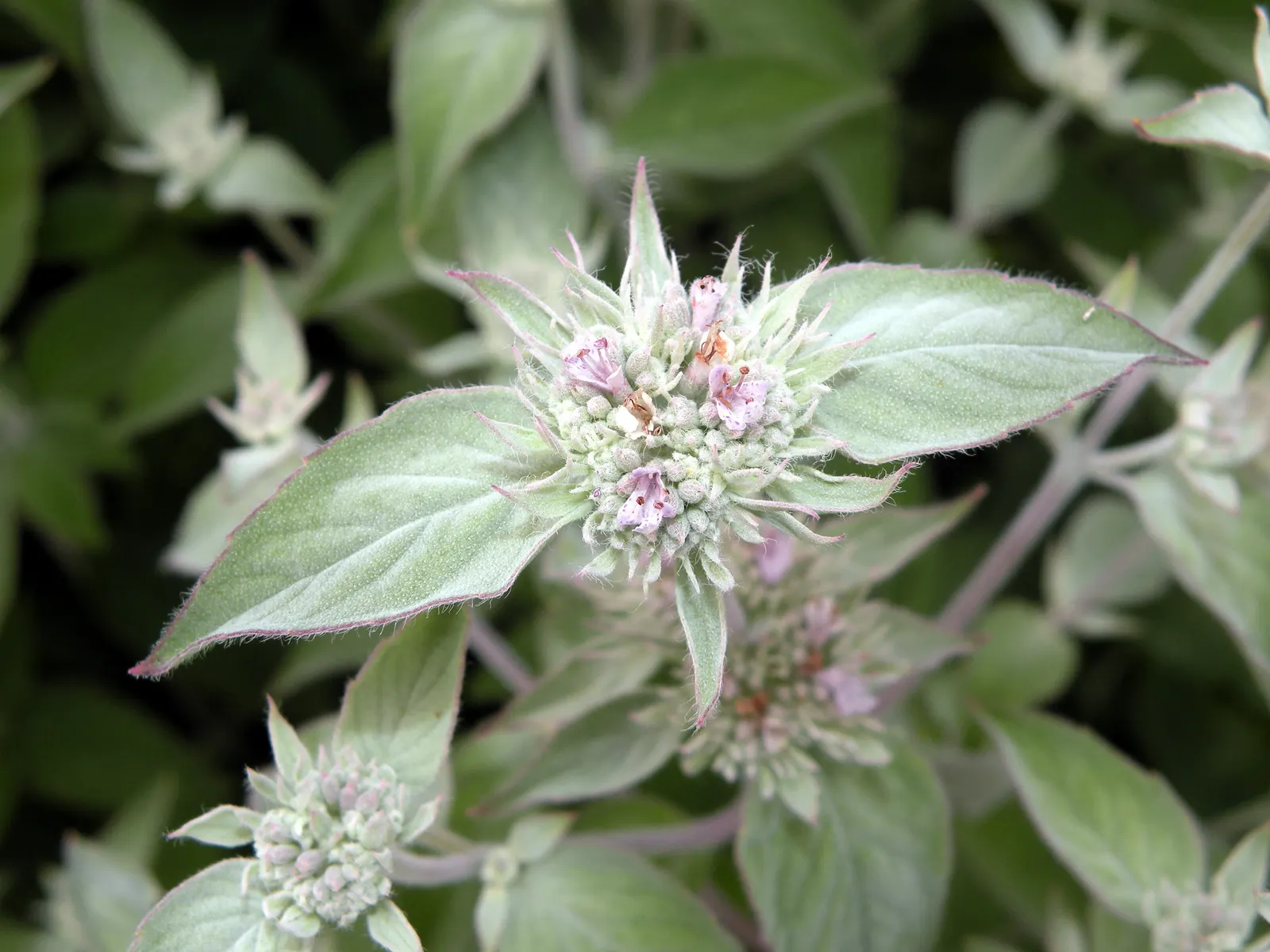 Mountain Mint (Pycnanthemum Muticum) — making it an excellent choice for naturalistic settings or areas with high deer populations