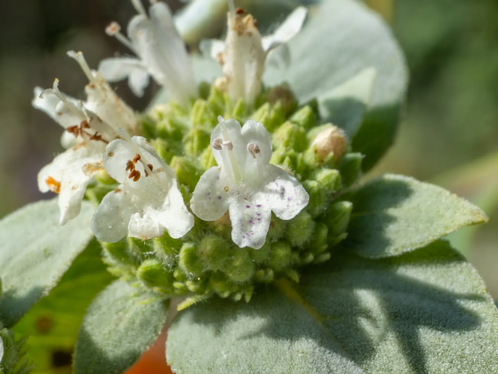 Mountain Mint (Pycnanthemum Muticum) — oval-shaped leaves which emit a strong; an added benefit of this plant is its deer resistance, image 114