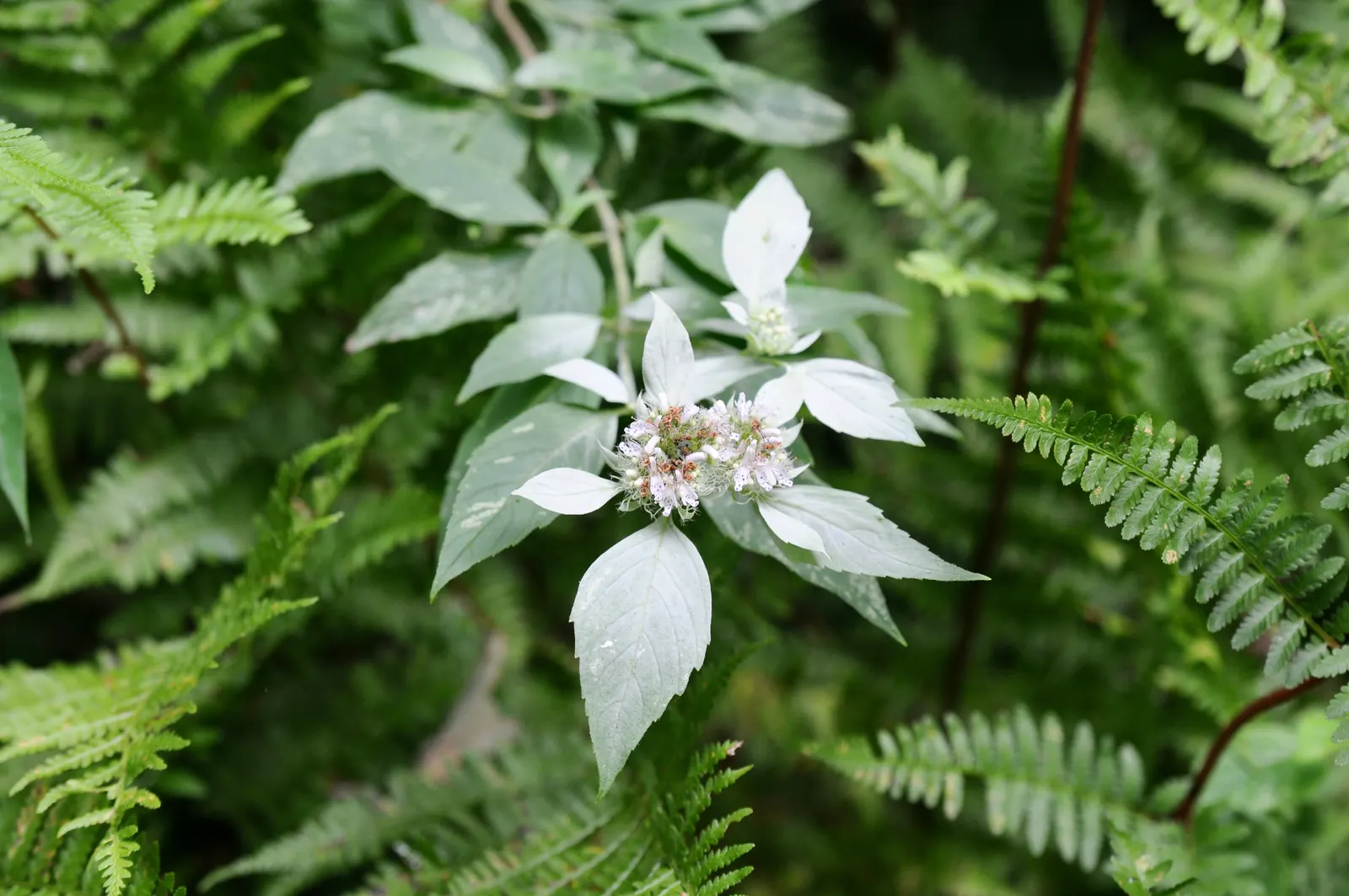 Mountain Mint (Pycnanthemum Muticum) — characterized by its silver-tinged, image 88