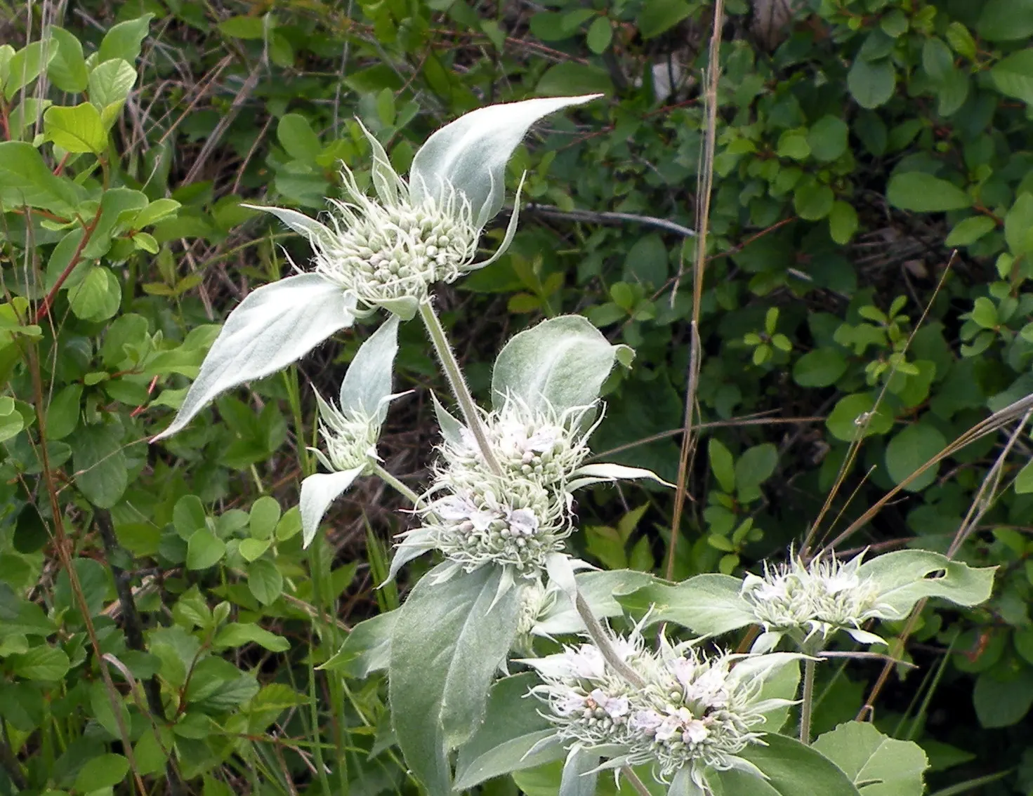 Mountain Mint (Pycnanthemum Muticum) — standing up to 3 feet tall with a similar spread; boasting a robust constitution capable of enduring, image 77