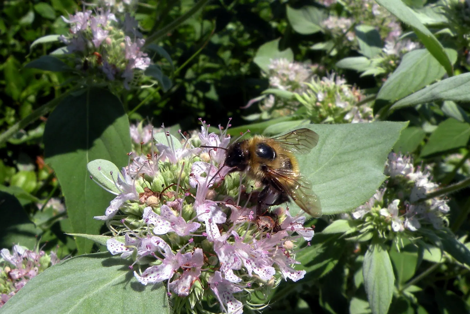 Mountain Mint (Pycnanthemum Muticum) — characterized by its silver-tinged, image 113