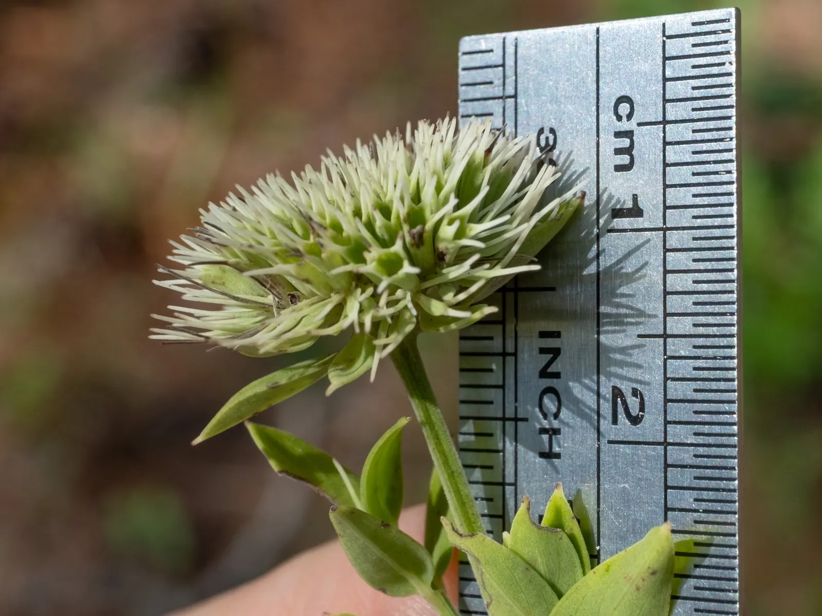 Mountain Mint (Pycnanthemum Muticum) — boasting a robust constitution capable of enduring temperatures plummeting to as low as -30&deg;F; ground cover /