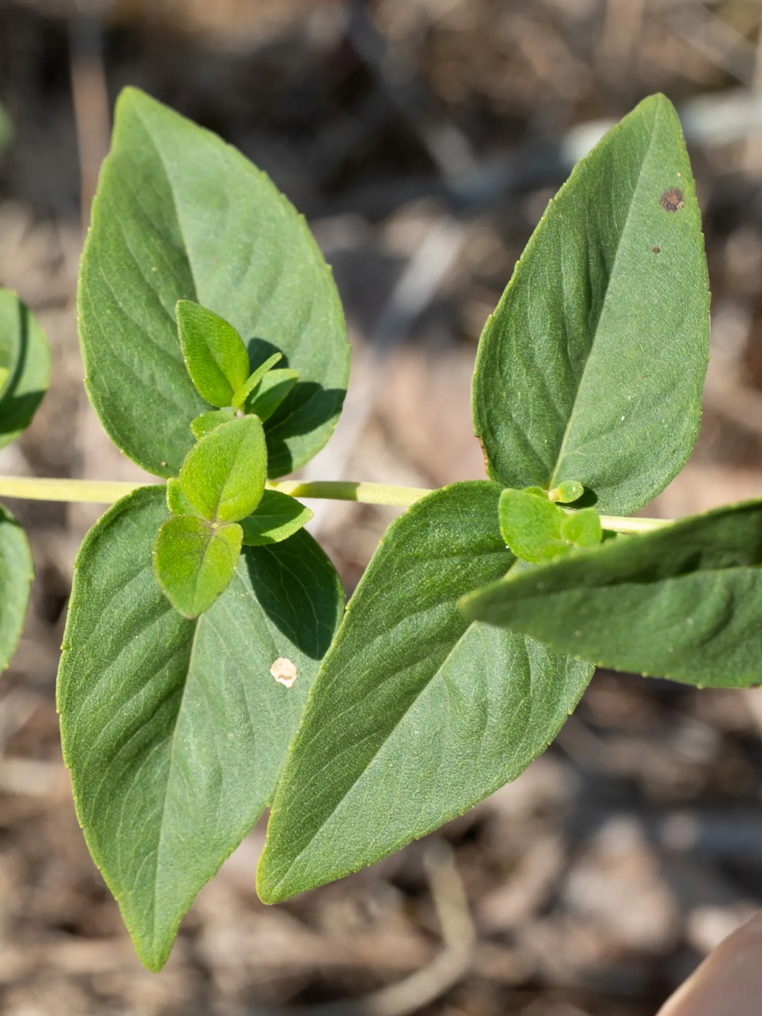 Mountain Mint (Pycnanthemum Muticum) — Native to the United States; it thrives in USDA hardiness zones 4 through 8, image 109