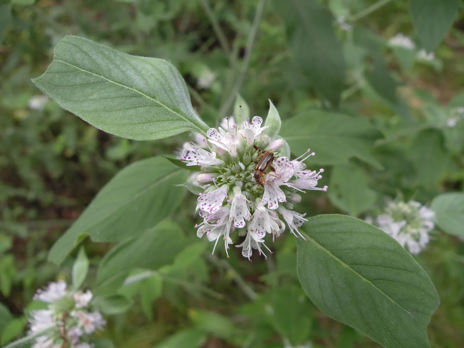 Mountain Mint (Pycnanthemum Muticum) — tightly clustered atop the foliage