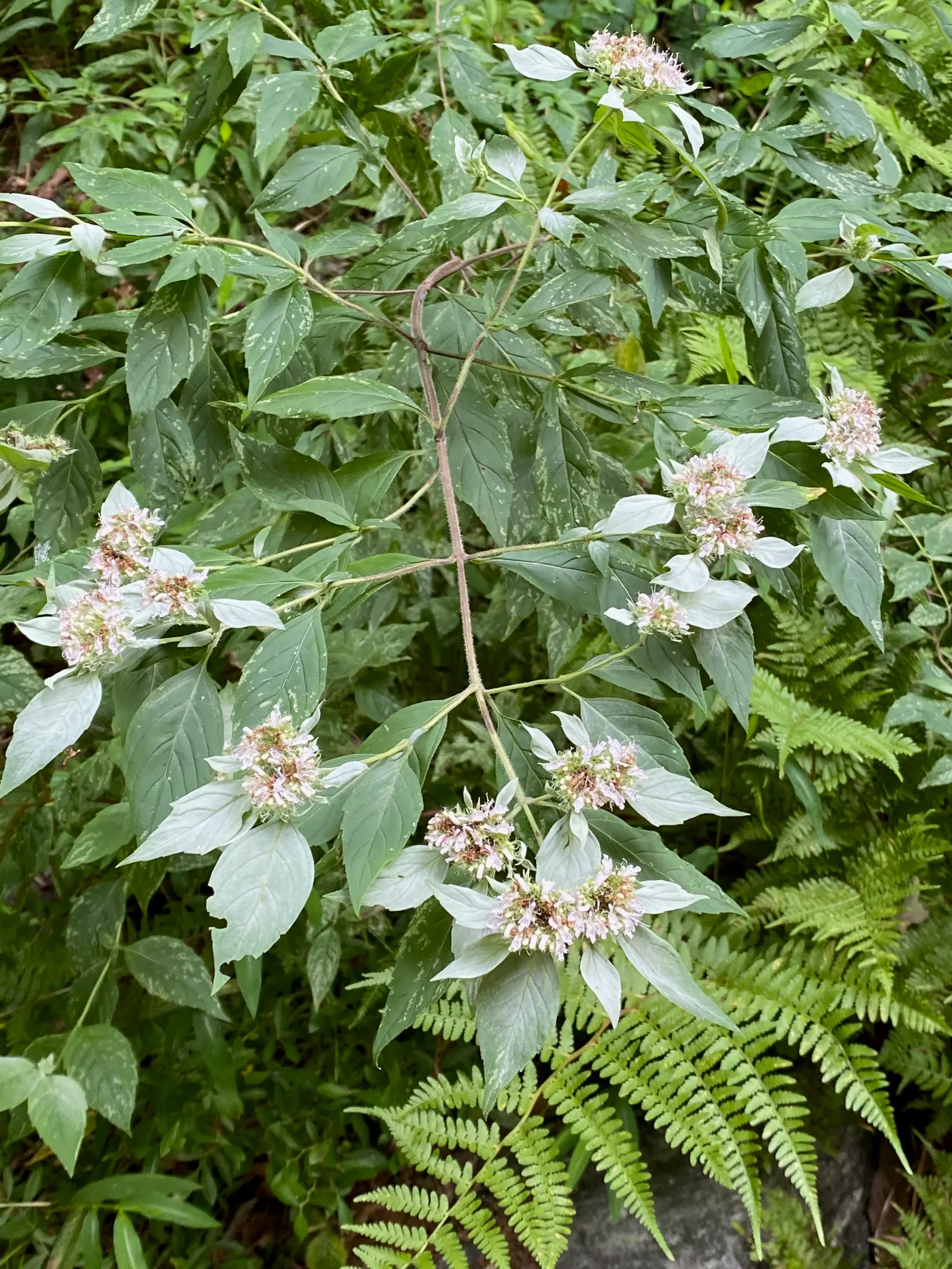 Mountain Mint (Pycnanthemum Muticum) — boasting a robust constitution capable of enduring temperatures plummeting to as low as -30°F; ground, image 61