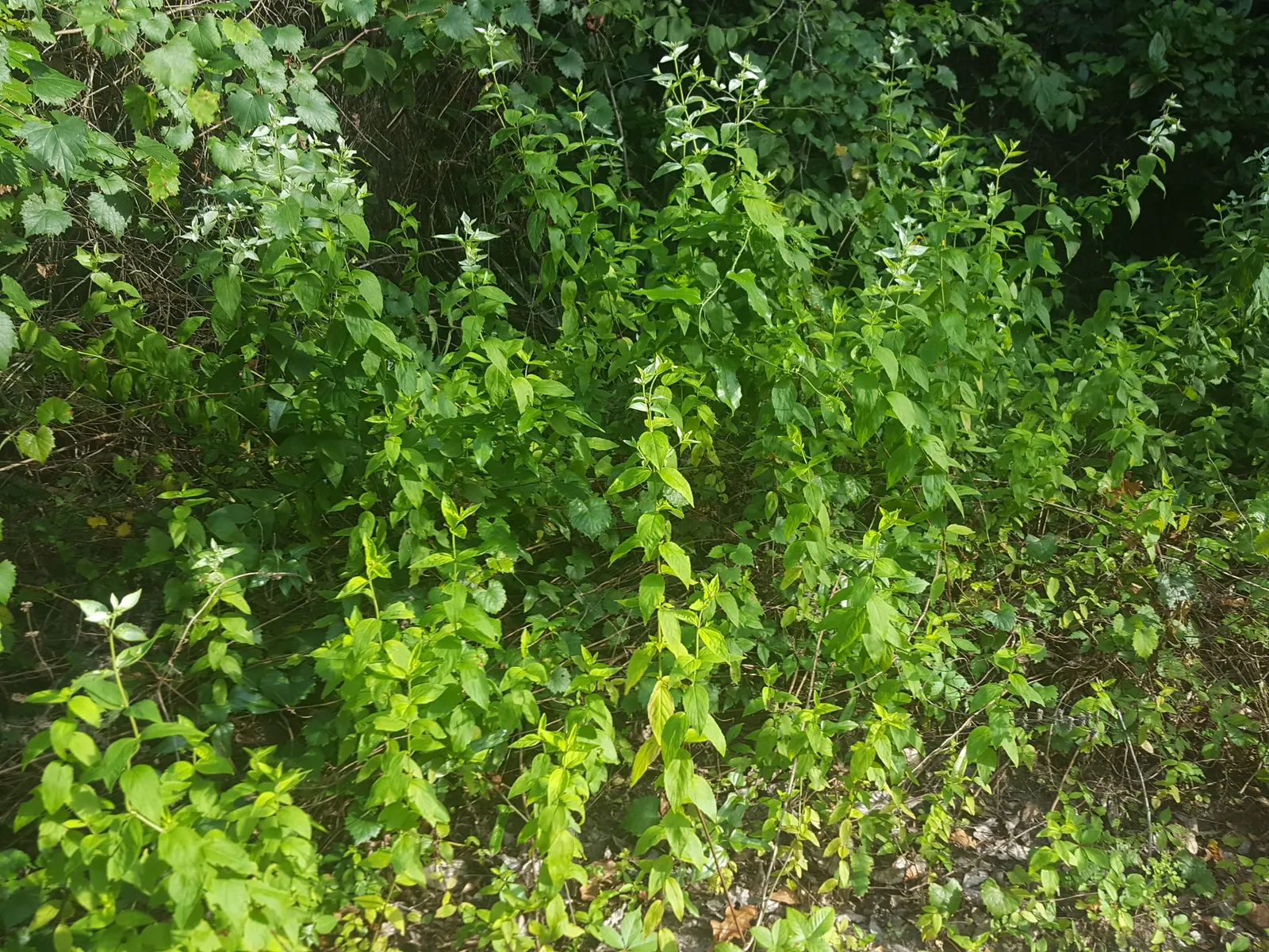Mountain Mint (Pycnanthemum Muticum) — This plant generally reaches a stature of 2 to 3 feet tall with a spread of up to 2.5 feet